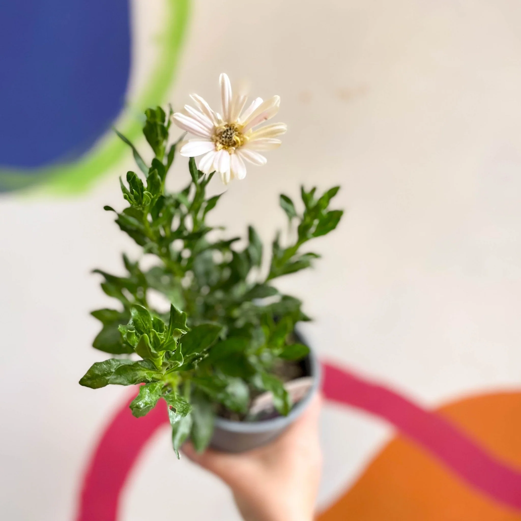 Osteospermum 'Senorita Double Pink' - British Grown - Image 5