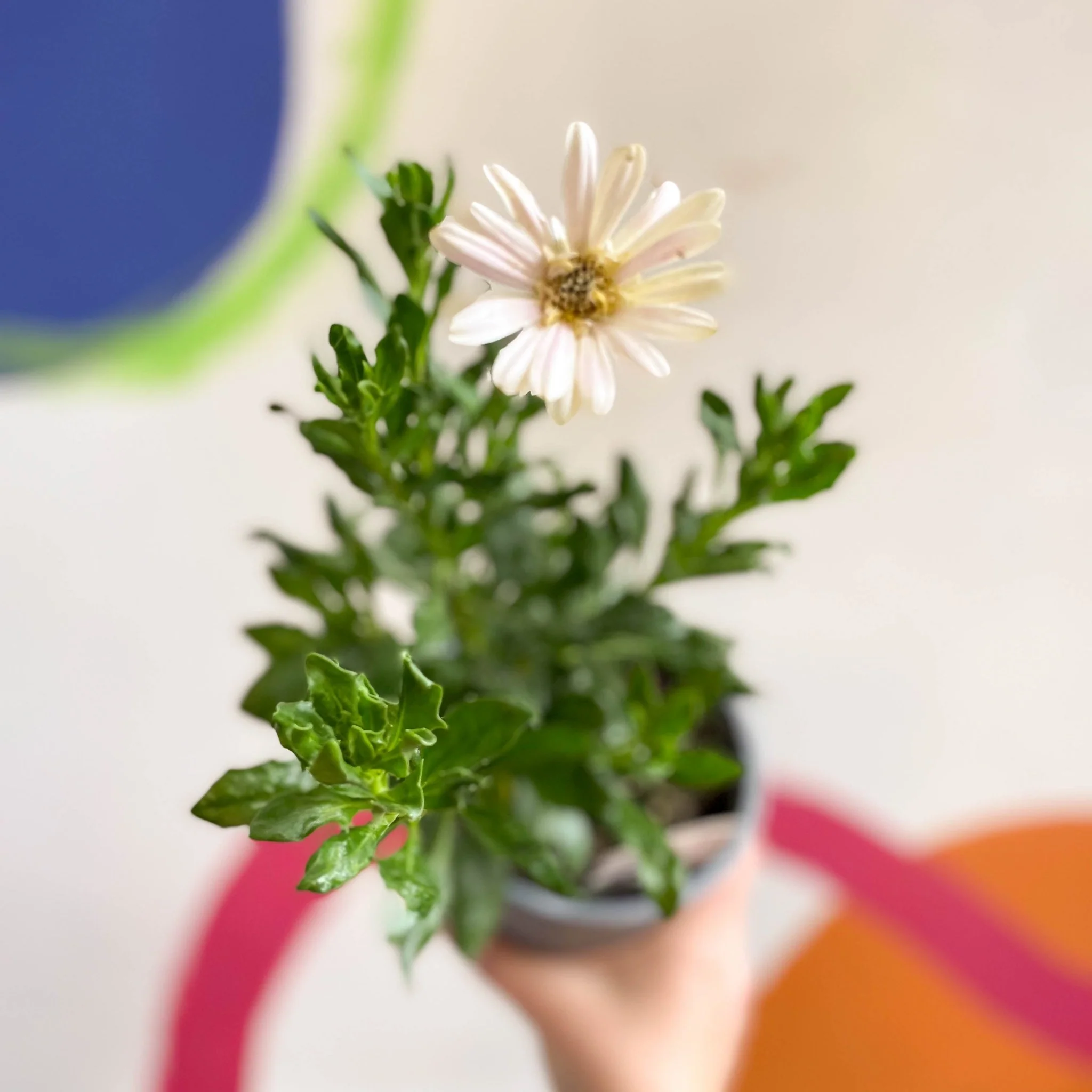 Osteospermum 'Senorita Double Pink' - British Grown - Image 6