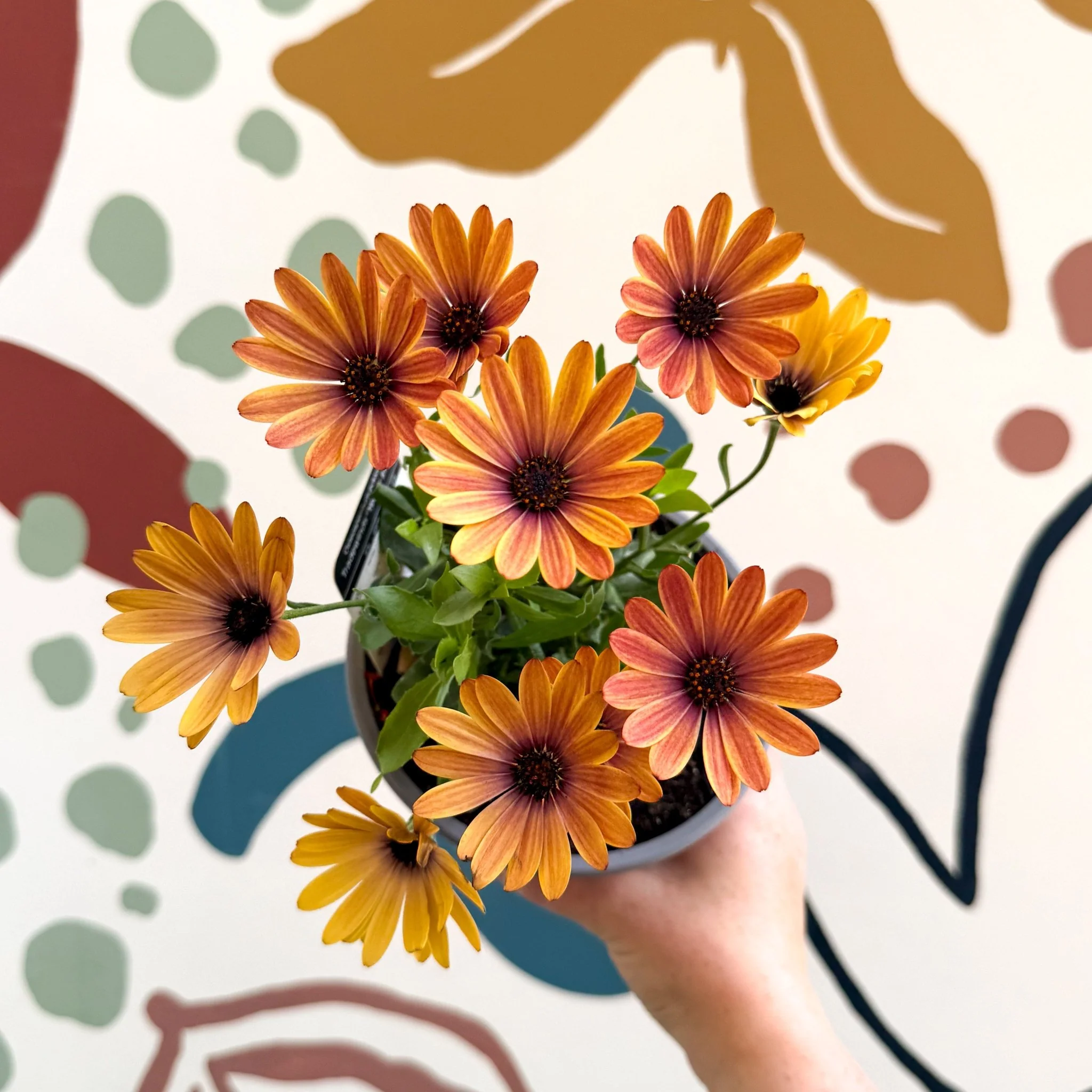 Osteospermum 'Tradewinds Yellow Imp' - African Daisy - British Grown