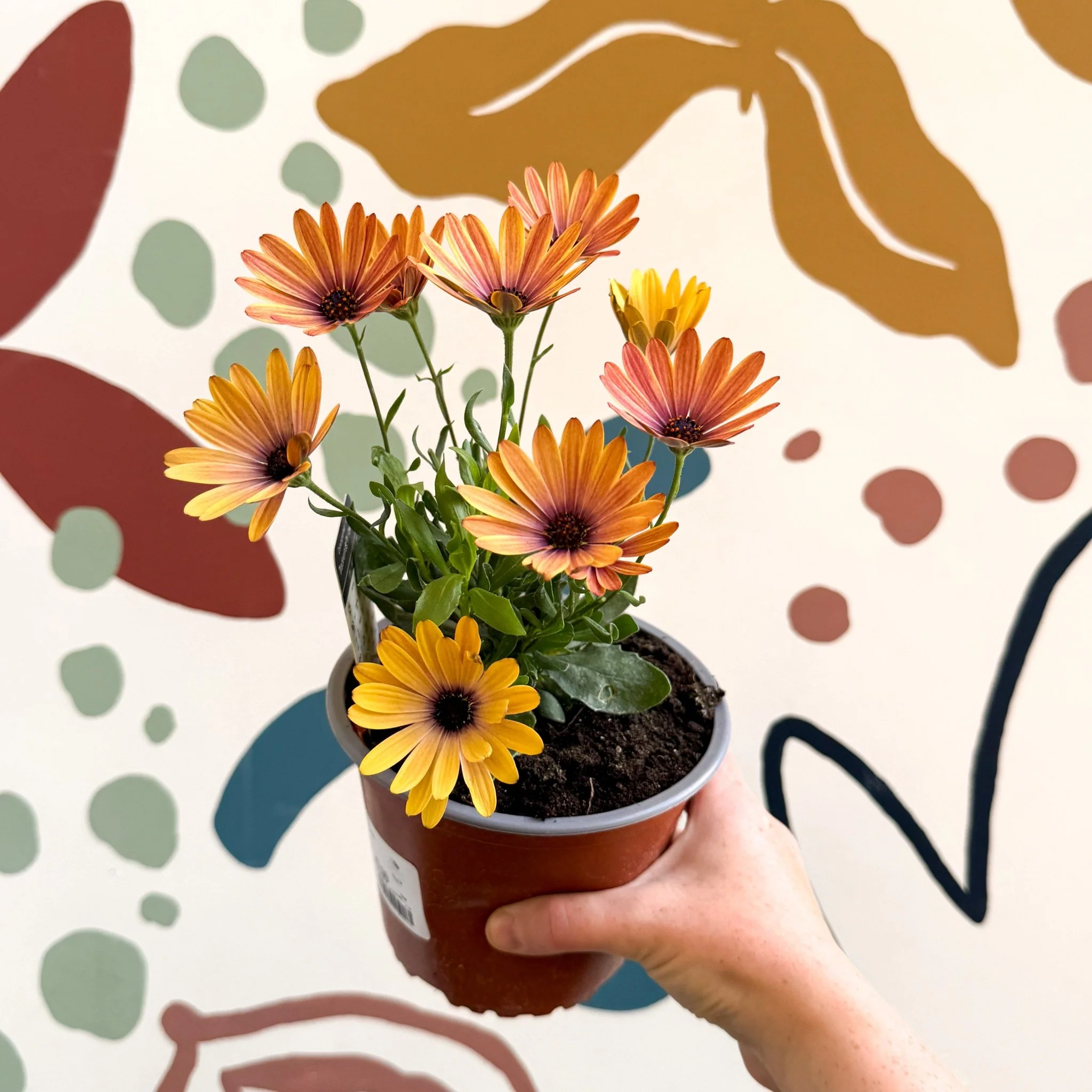 Osteospermum 'Tradewinds Yellow Imp' - African Daisy - British Grown - Image 10