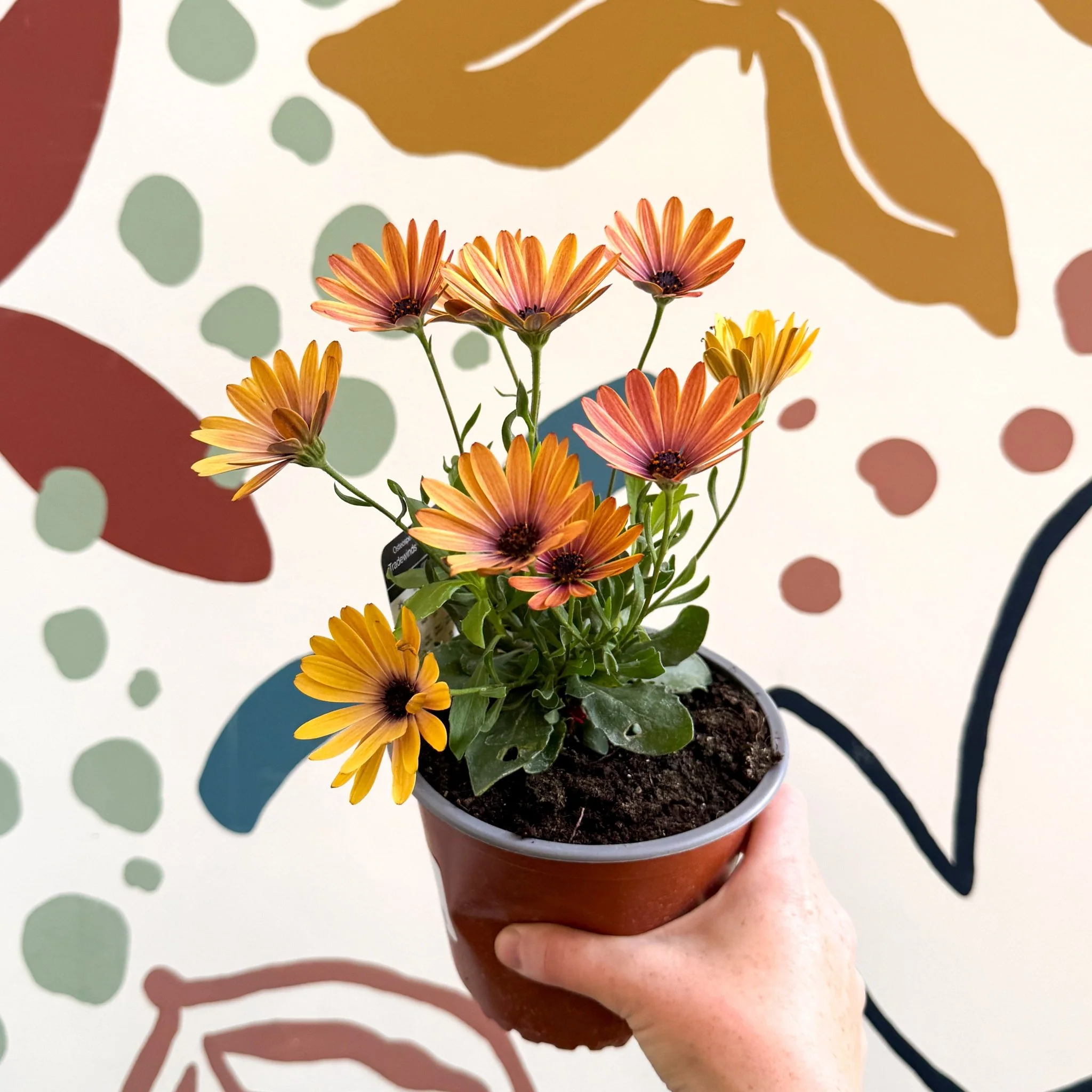 Osteospermum 'Tradewinds Yellow Imp' - African Daisy - British Grown - Image 11