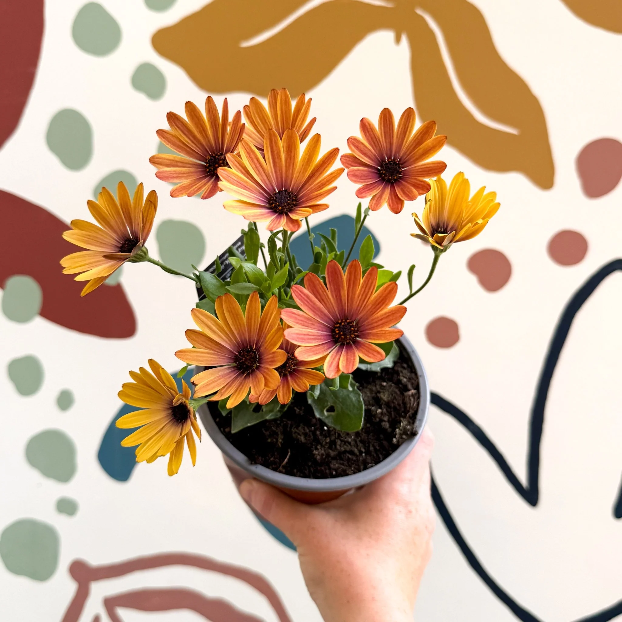 Osteospermum 'Tradewinds Yellow Imp' - African Daisy - British Grown - Image 12