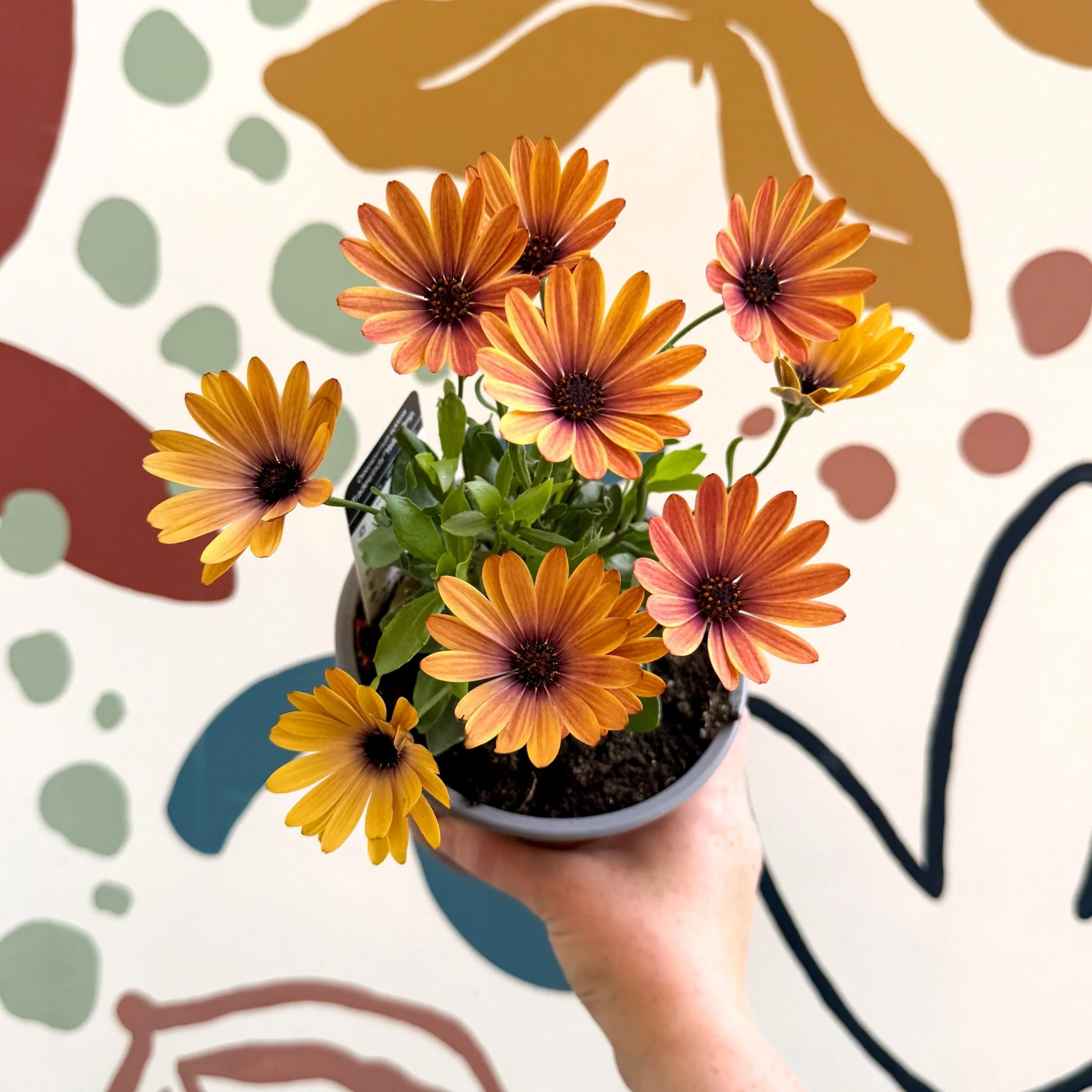 Osteospermum 'Tradewinds Yellow Imp' - African Daisy - British Grown - Image 13