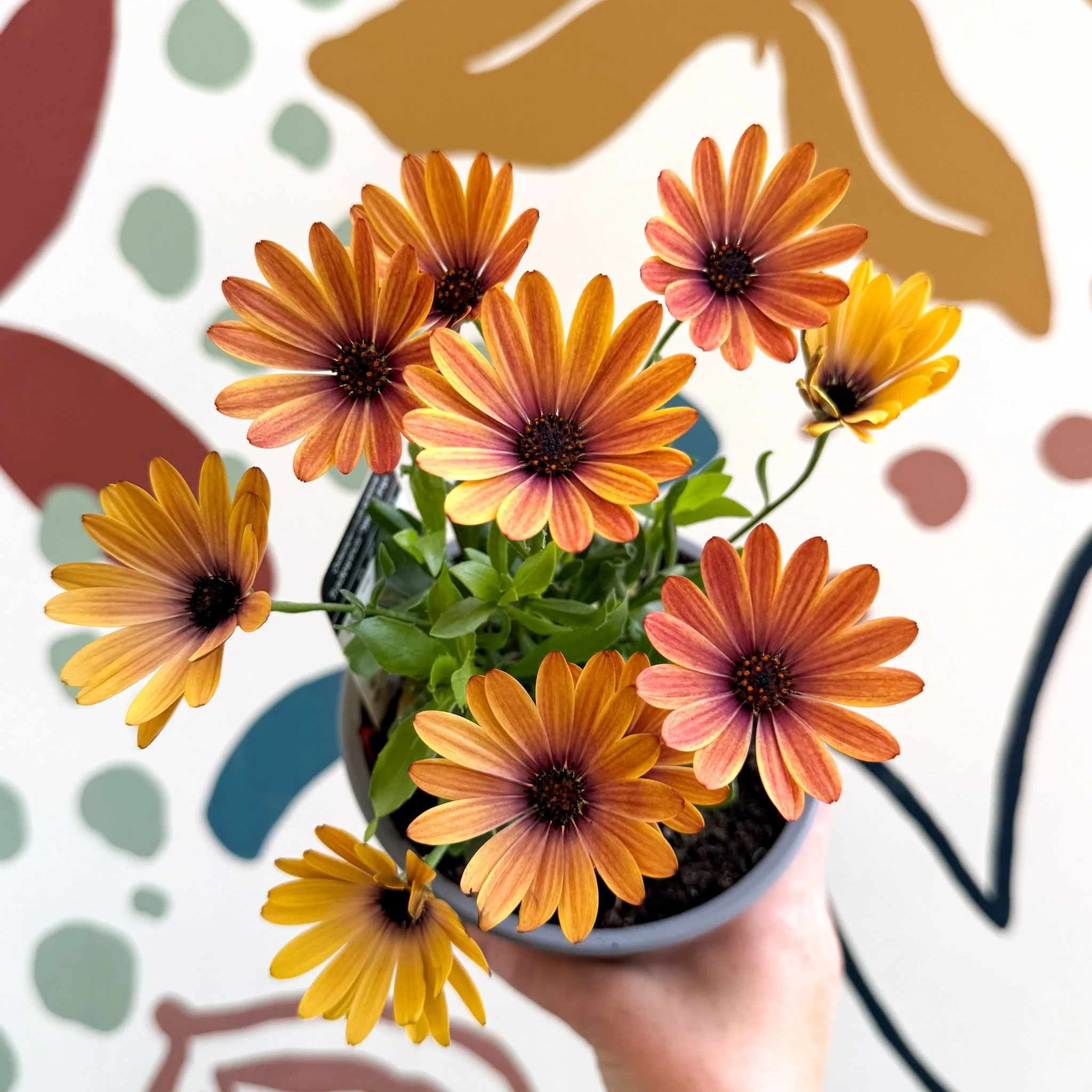 Osteospermum 'Tradewinds Yellow Imp' - African Daisy - British Grown - Image 14