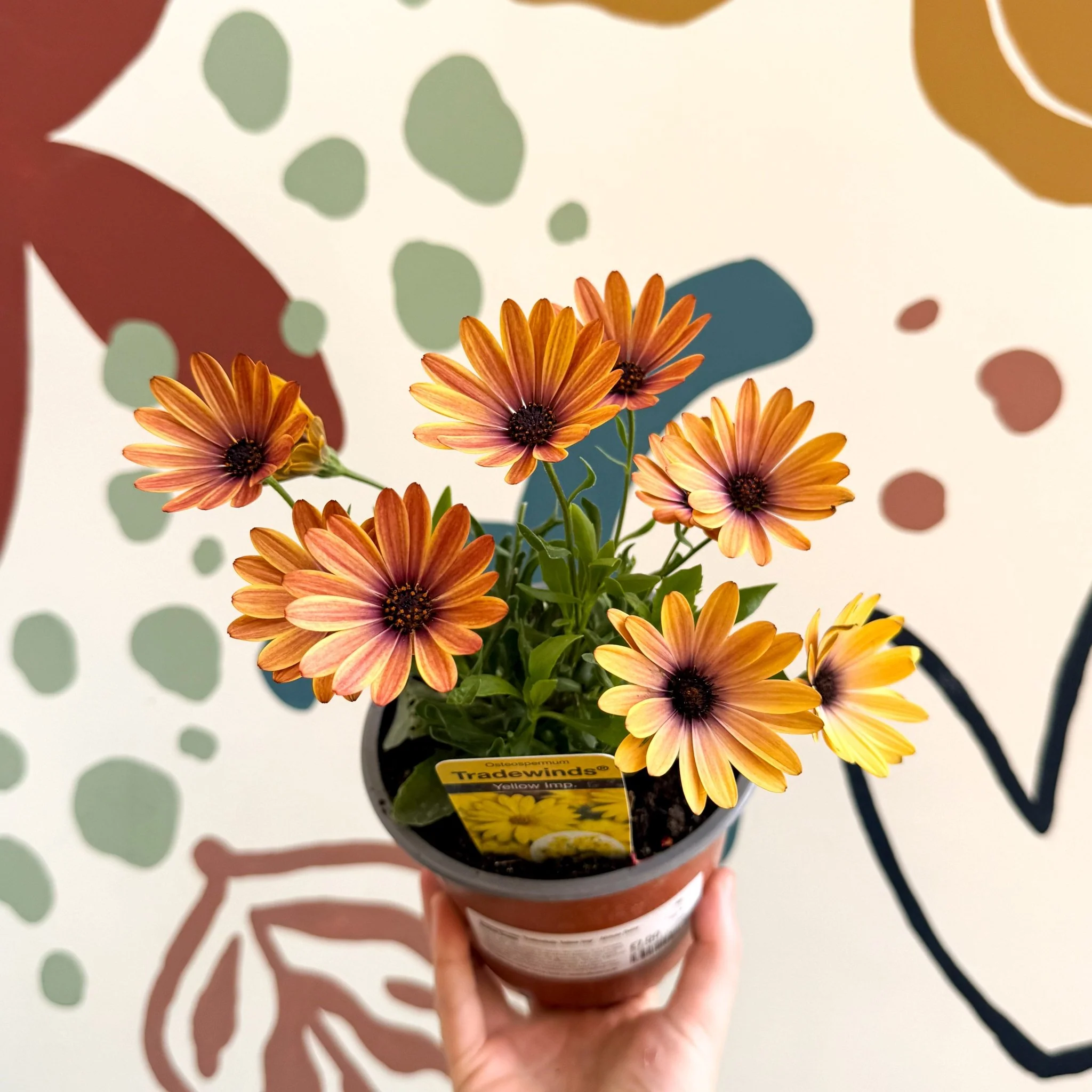 Osteospermum 'Tradewinds Yellow Imp' - African Daisy - British Grown - Image 2