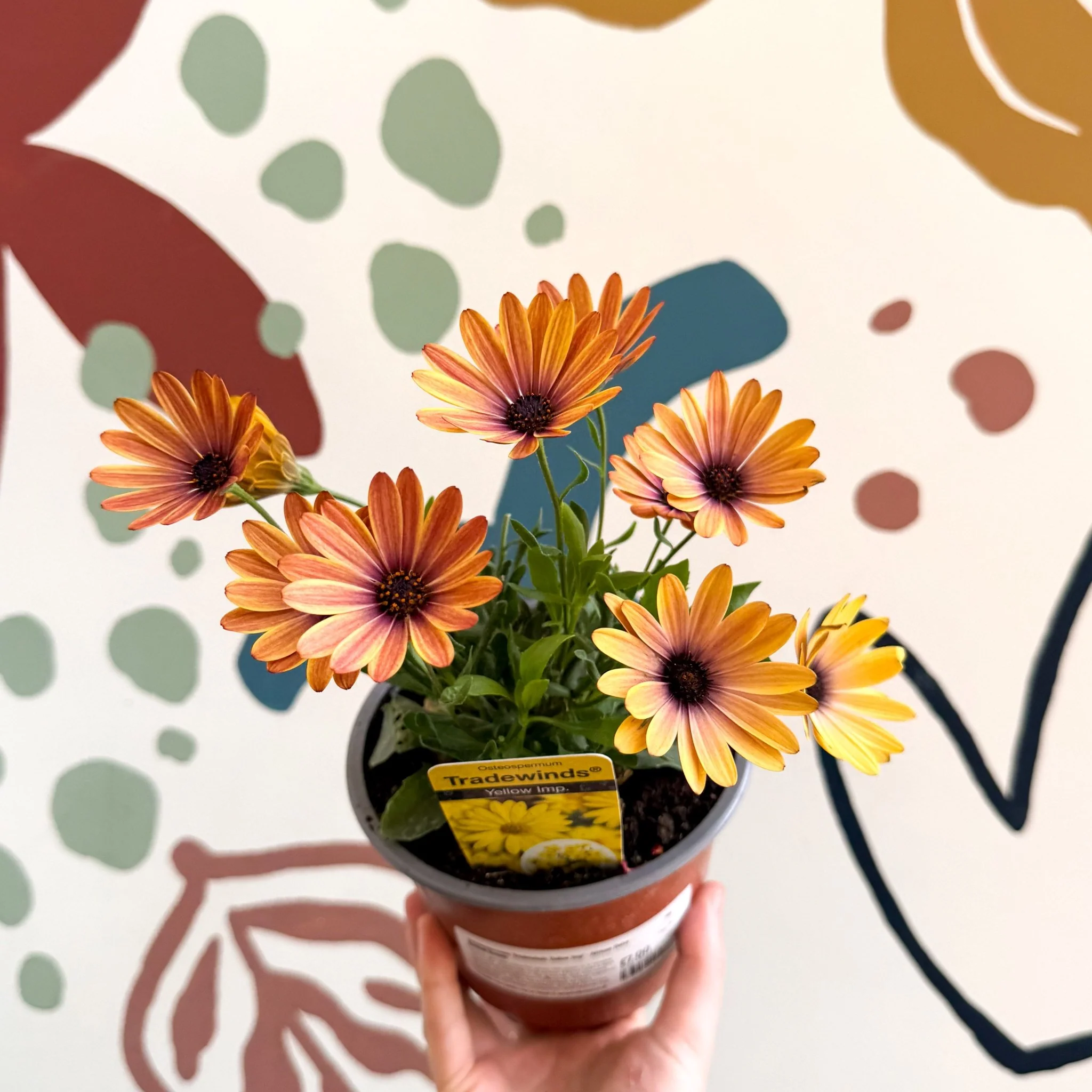 Osteospermum 'Tradewinds Yellow Imp' - African Daisy - British Grown - Image 3