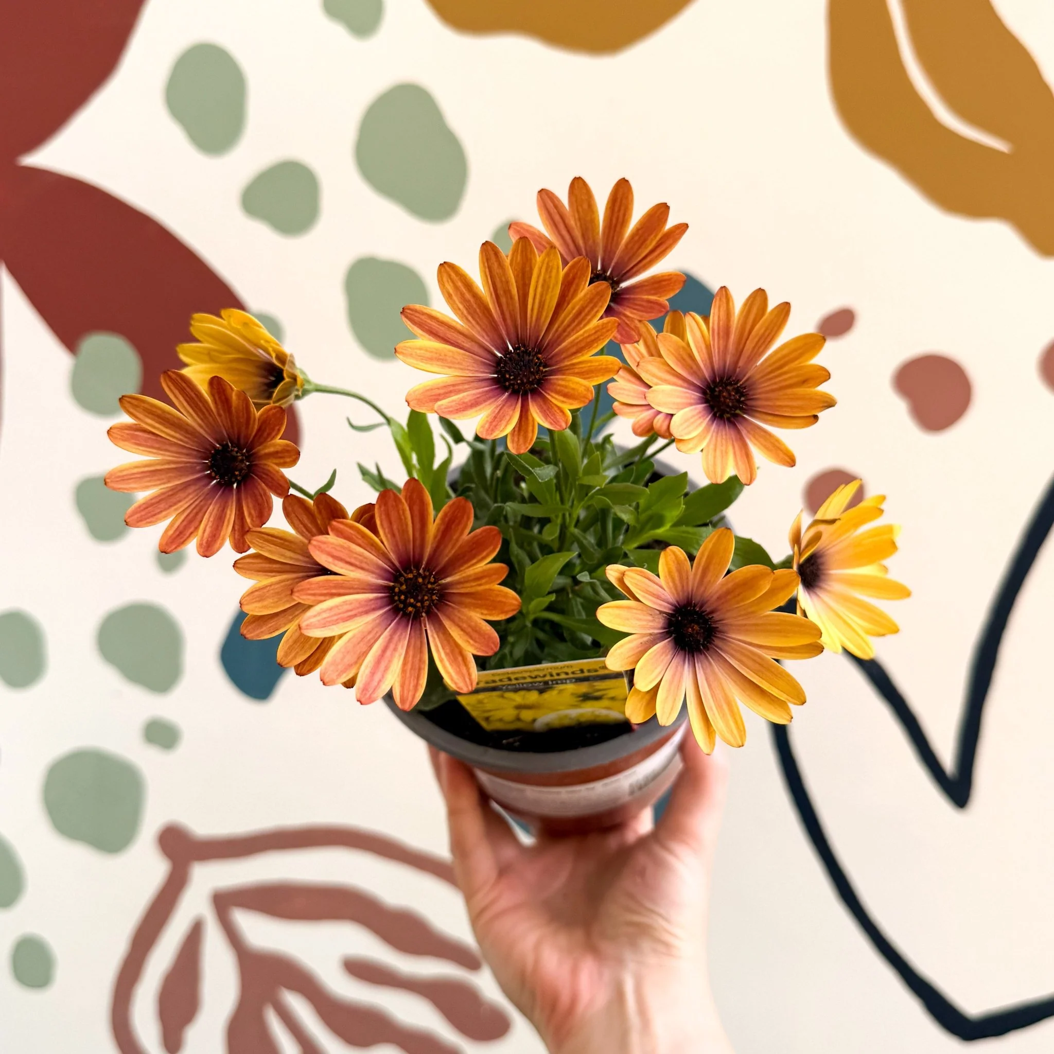 Osteospermum 'Tradewinds Yellow Imp' - African Daisy - British Grown - Image 4