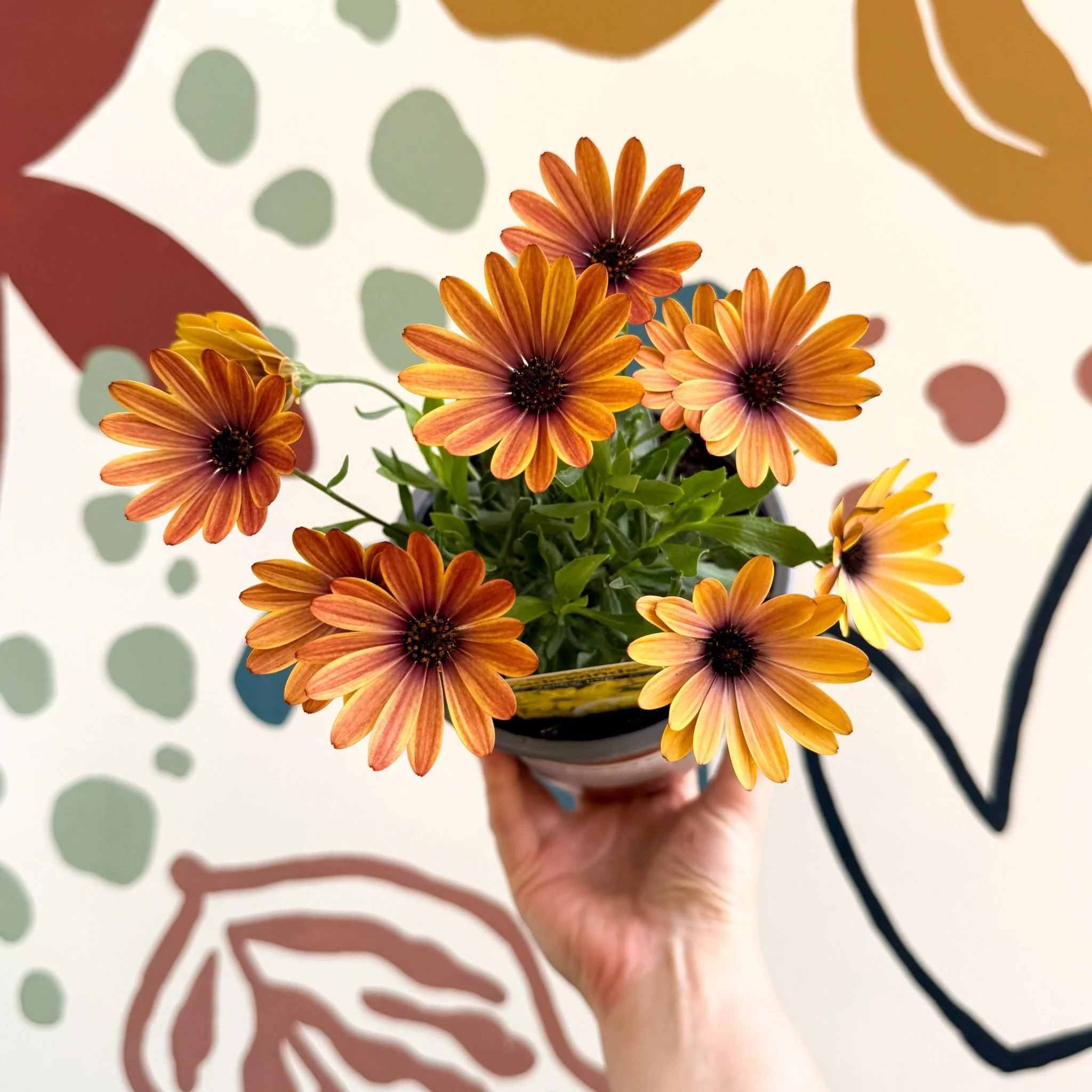 Osteospermum 'Tradewinds Yellow Imp' - African Daisy - British Grown - Image 5