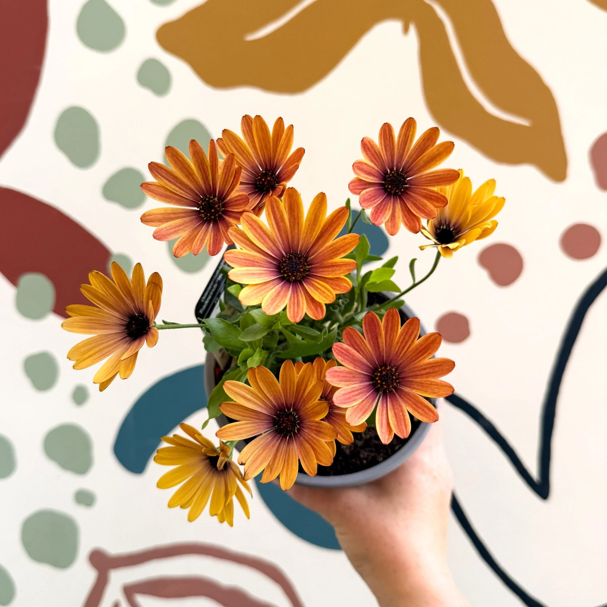 Osteospermum 'Tradewinds Yellow Imp' - African Daisy - British Grown - Image 6