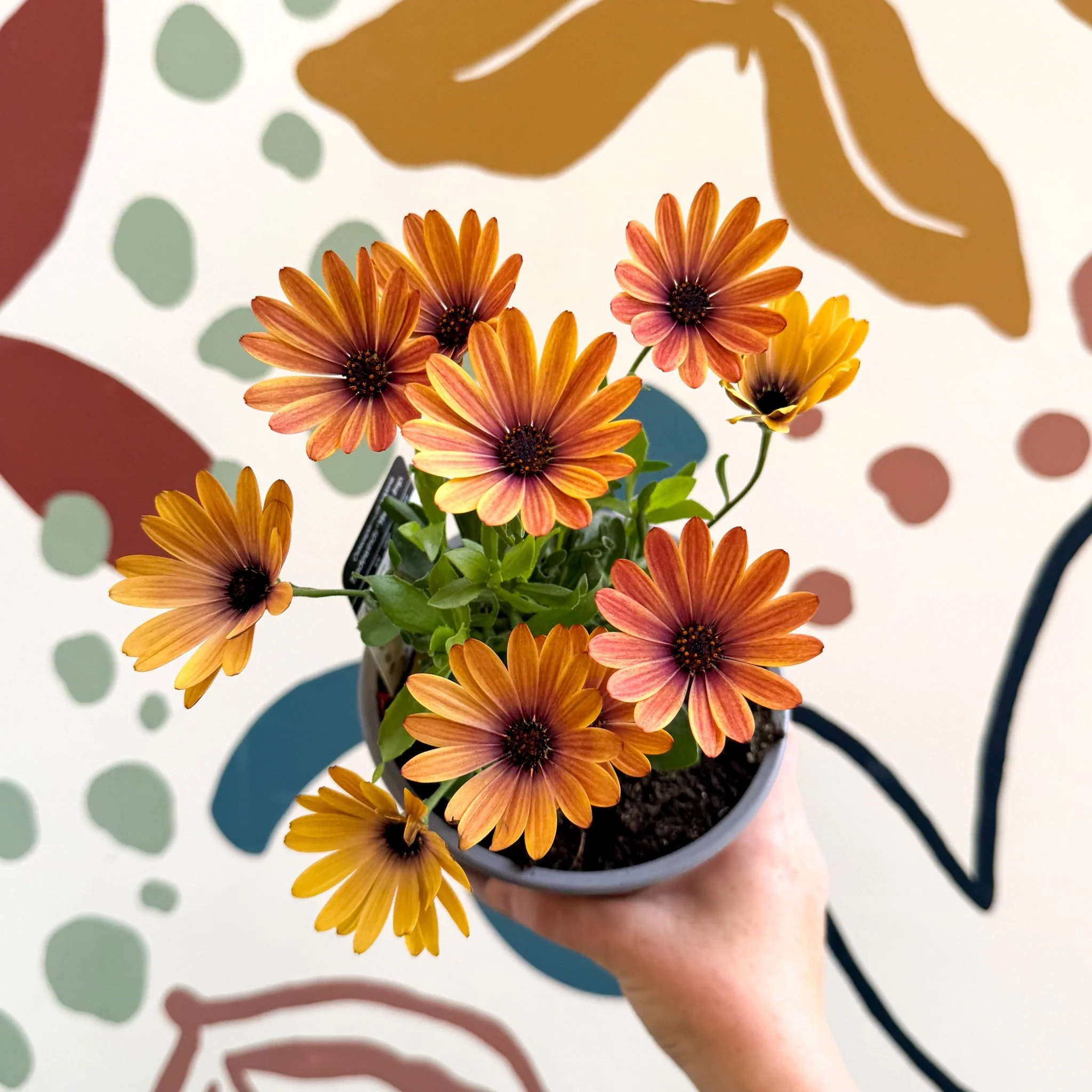 Osteospermum 'Tradewinds Yellow Imp' - African Daisy - British Grown - Image 7