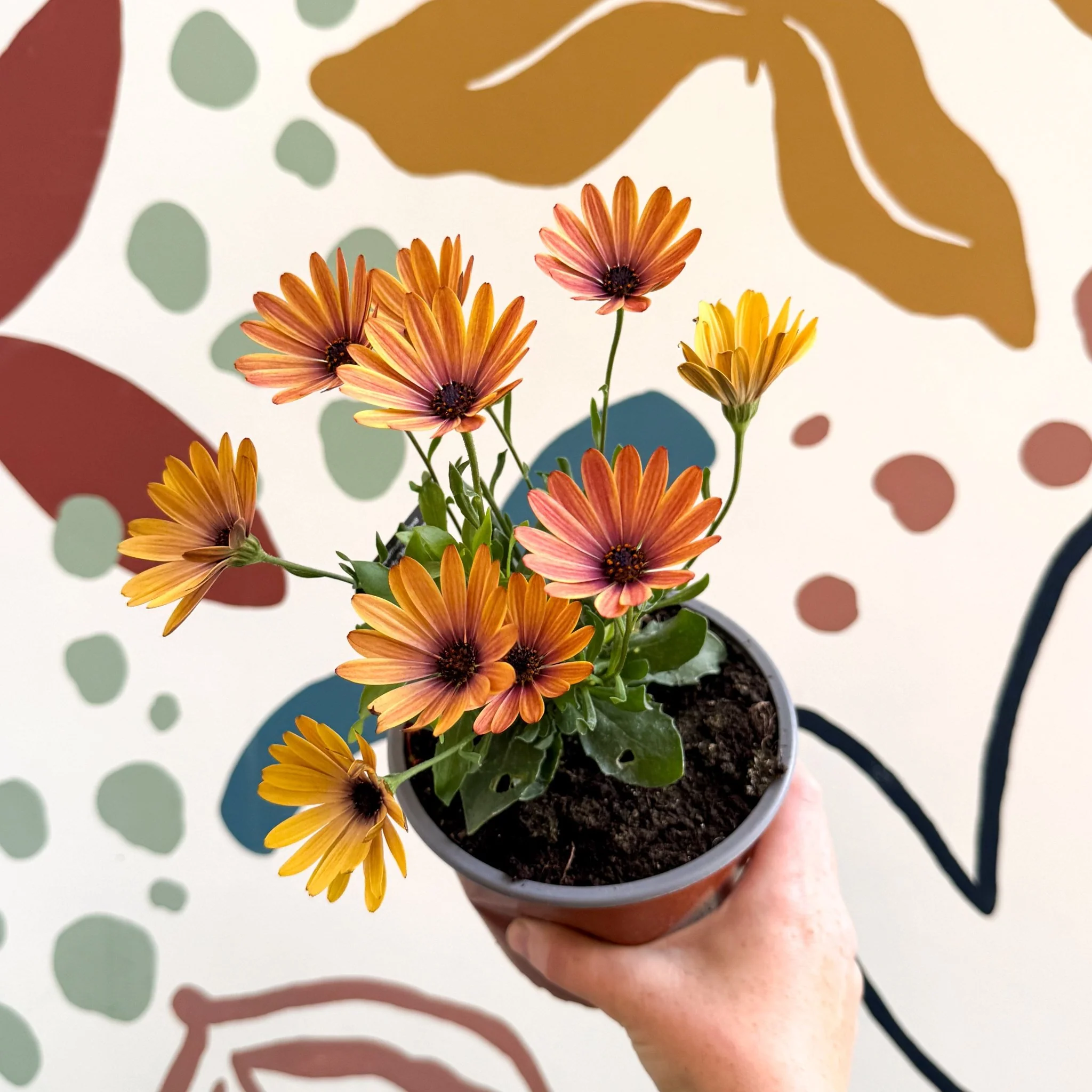 Osteospermum 'Tradewinds Yellow Imp' - African Daisy - British Grown - Image 8