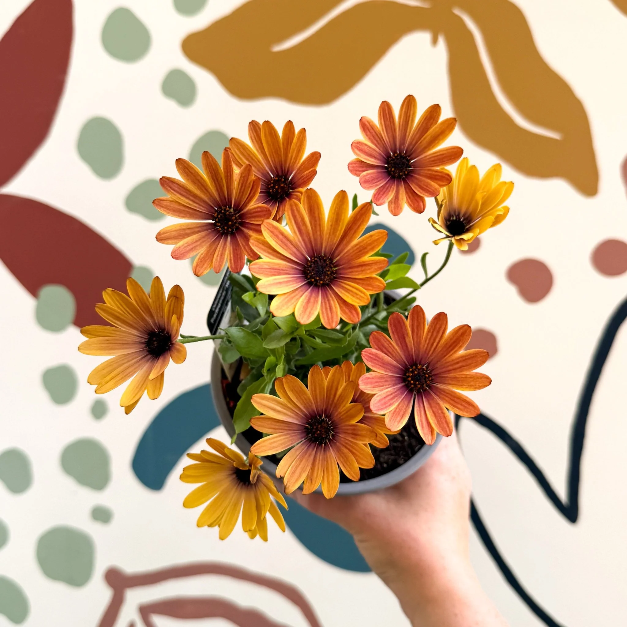 Osteospermum 'Tradewinds Yellow Imp' - African Daisy - British Grown - Image 9