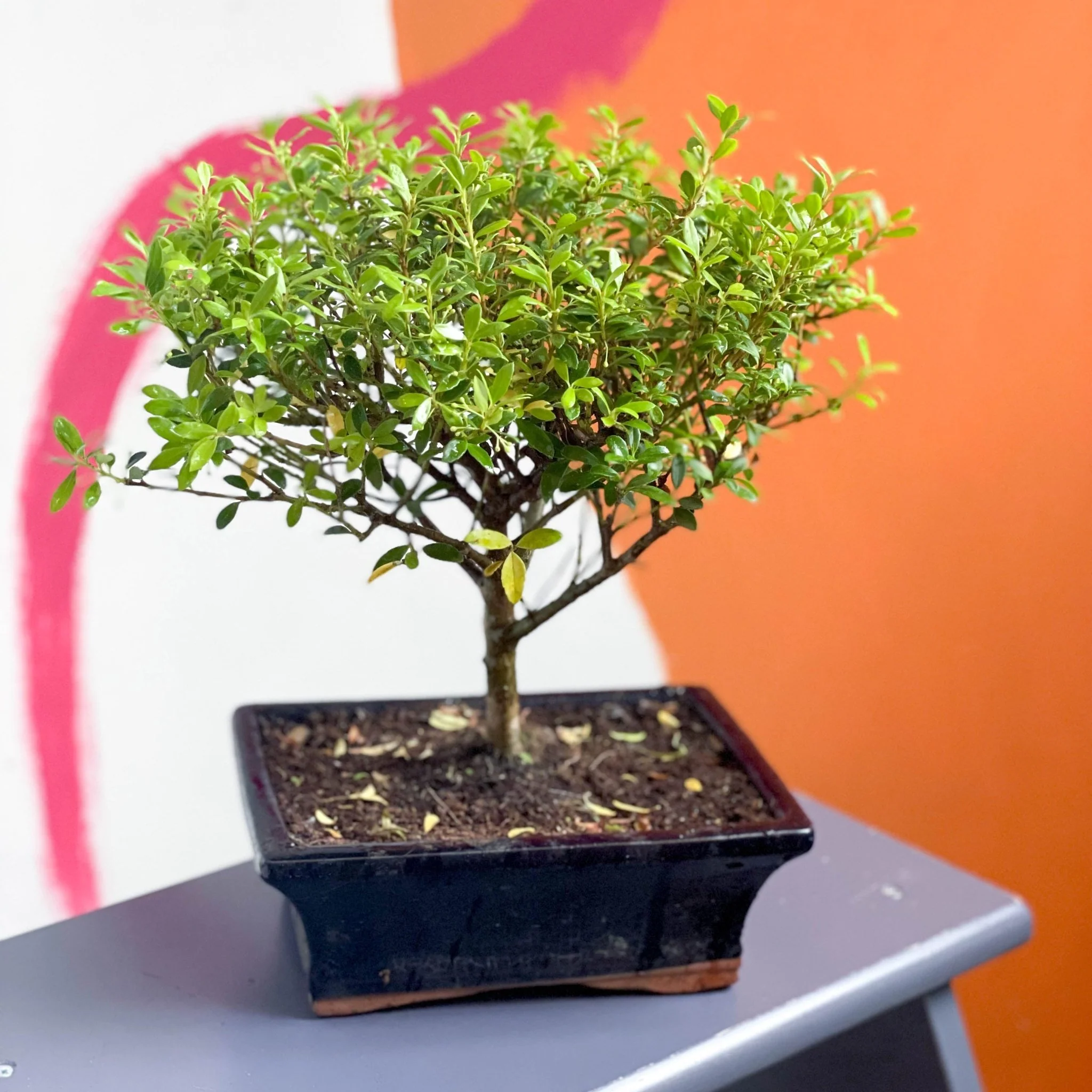 Bonsai - Ilex - Image 3