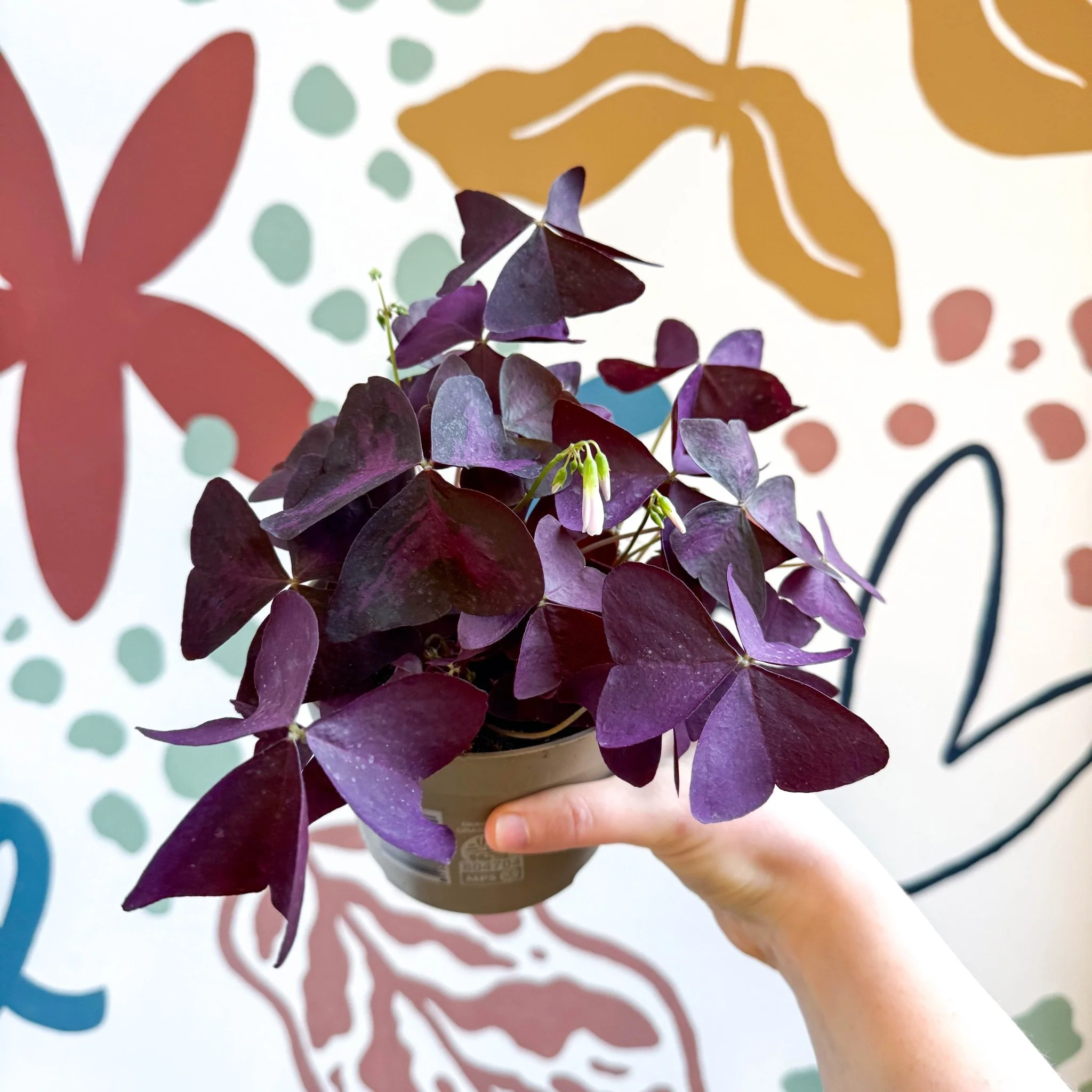 Oxalis triangularis - Purple Shamrock