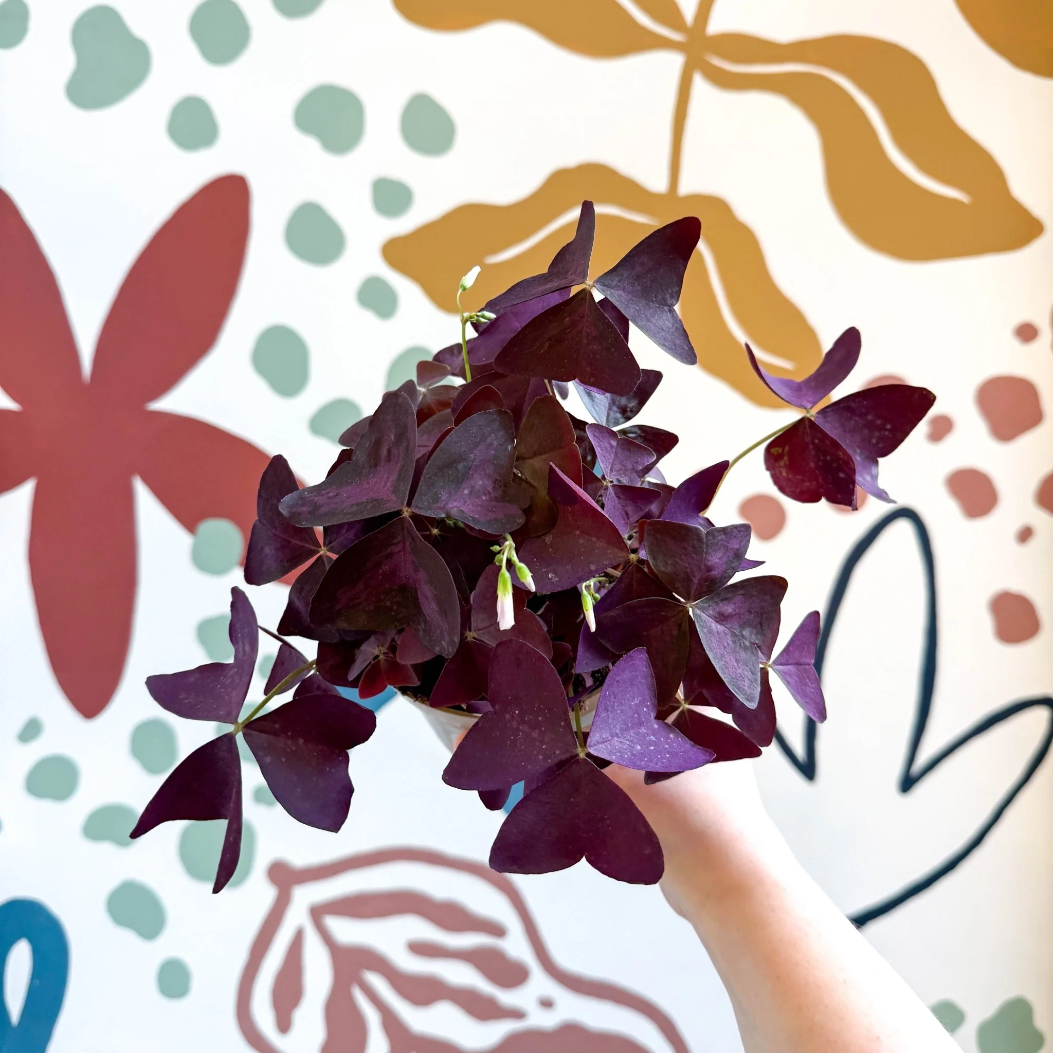Oxalis triangularis - Purple Shamrock - Image 10