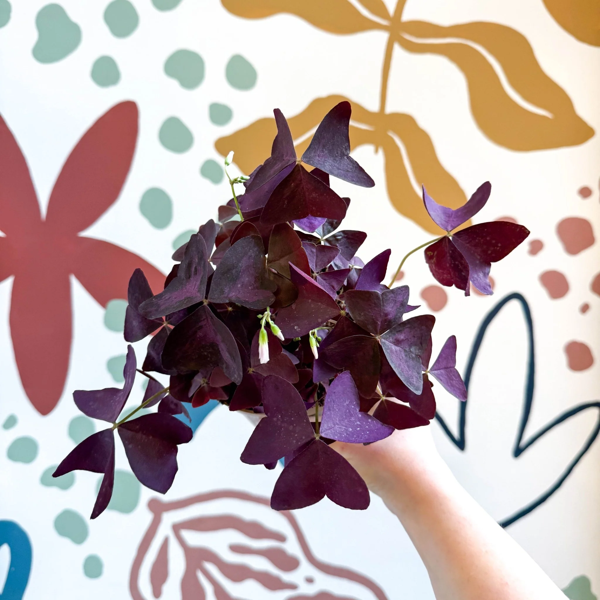 Oxalis triangularis - Purple Shamrock - Image 11