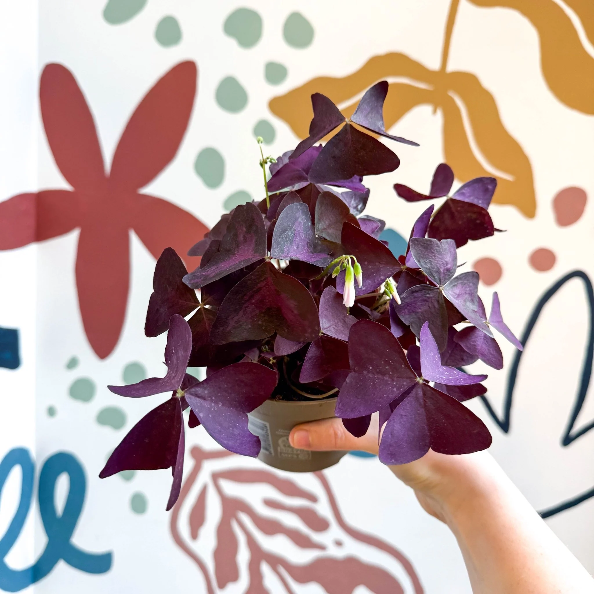 Oxalis triangularis - Purple Shamrock - Image 12
