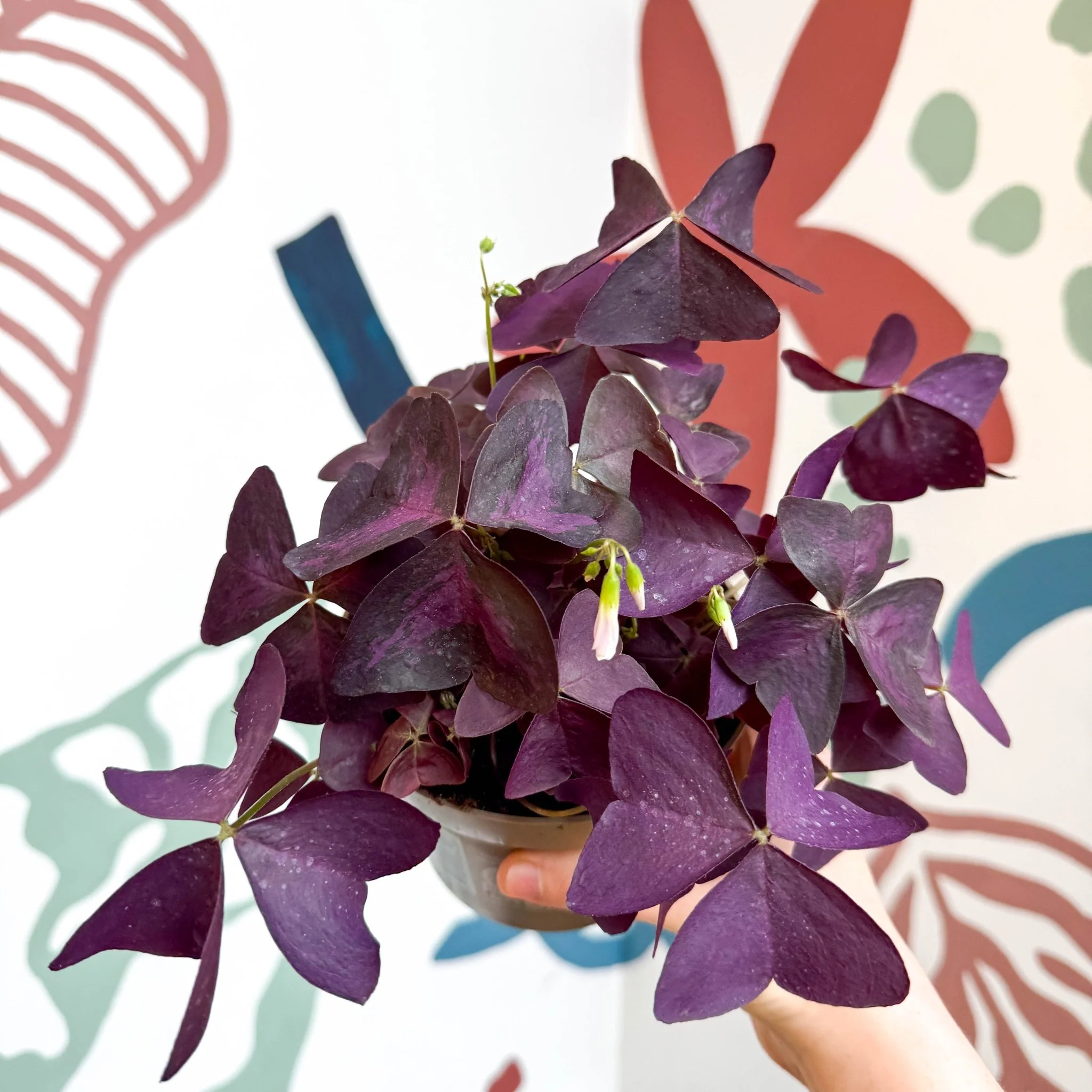 Oxalis triangularis - Purple Shamrock - Image 13
