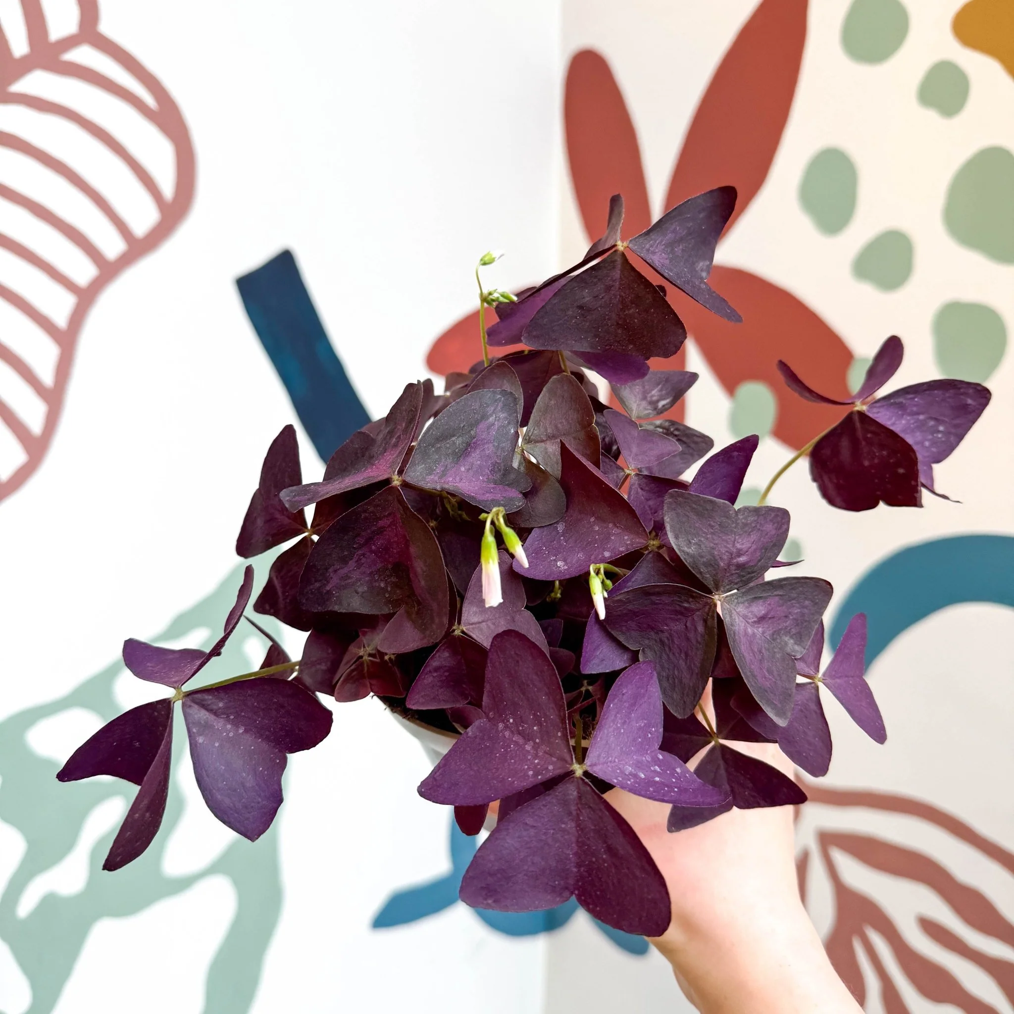 Oxalis triangularis - Purple Shamrock - Image 14