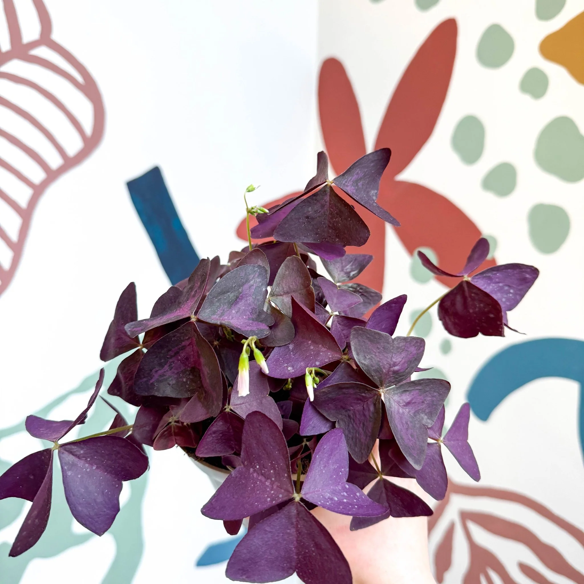 Oxalis triangularis - Purple Shamrock - Image 15