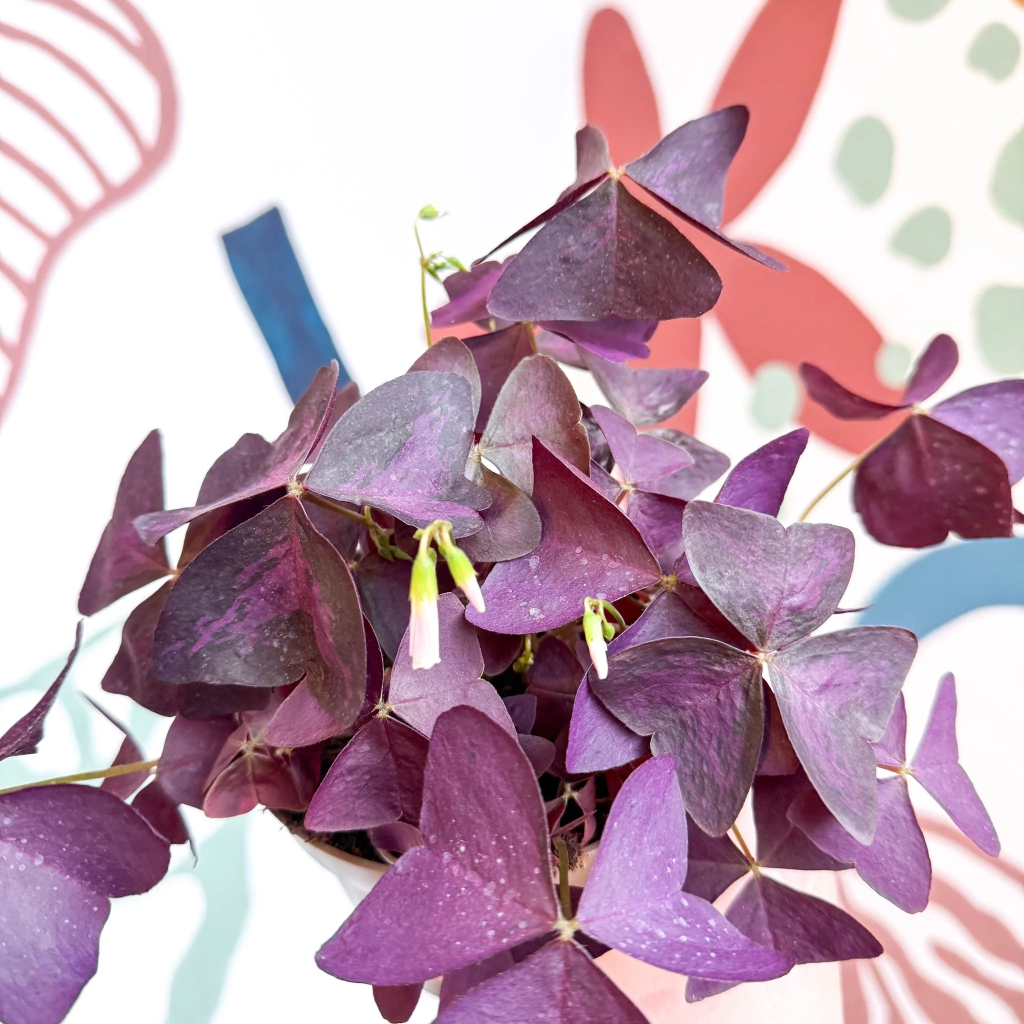 Oxalis triangularis - Purple Shamrock - Image 16