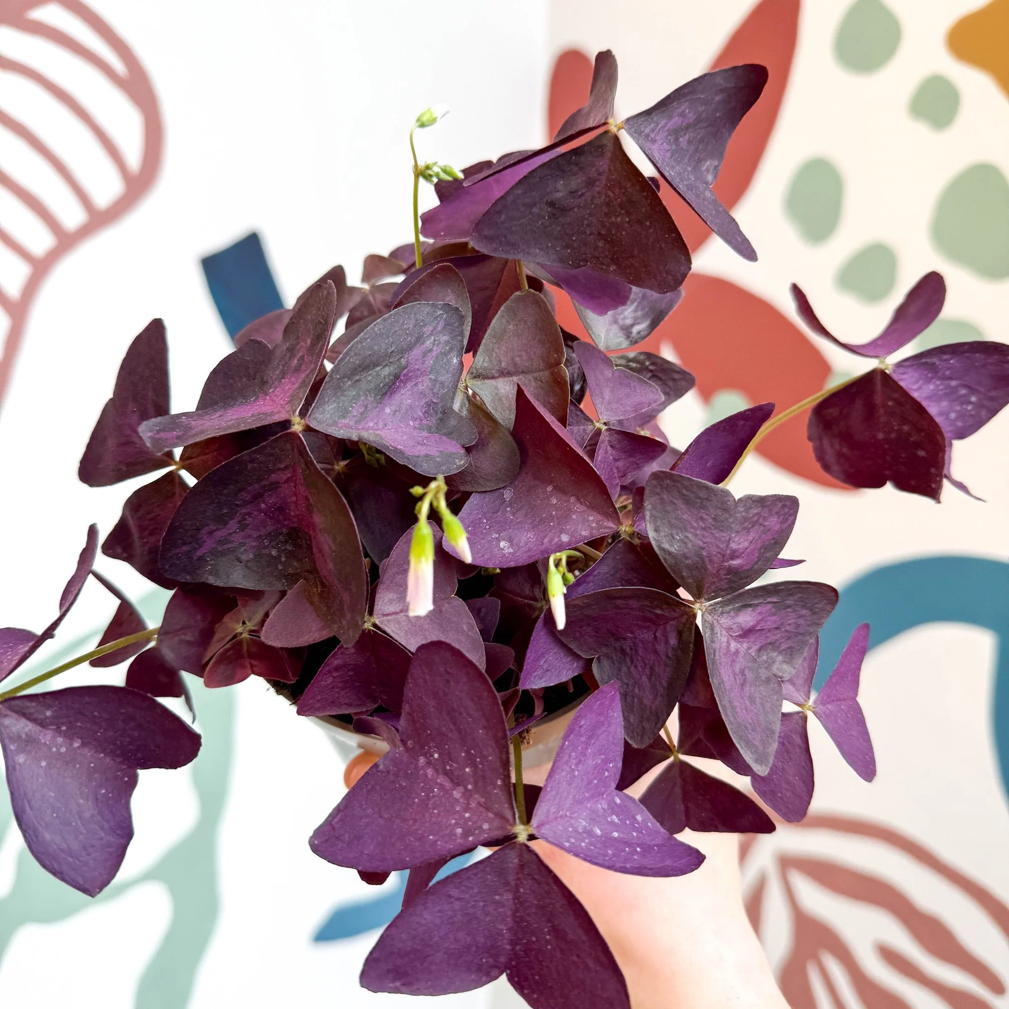Oxalis triangularis - Purple Shamrock - Image 17