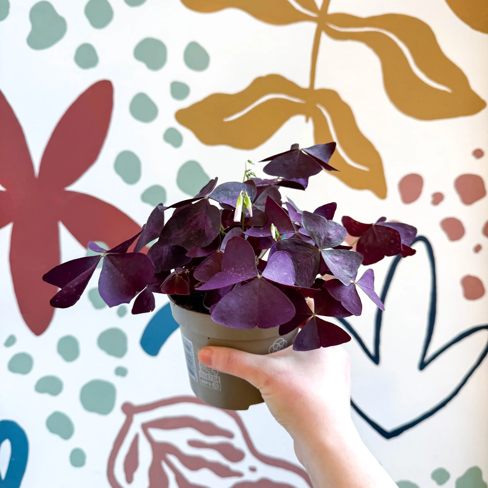 Oxalis triangularis - Purple Shamrock - Image 2