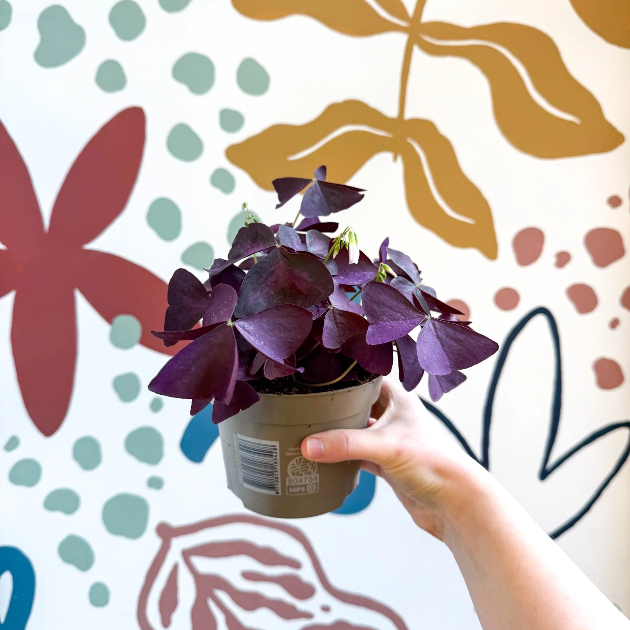 Oxalis triangularis - Purple Shamrock - Image 3
