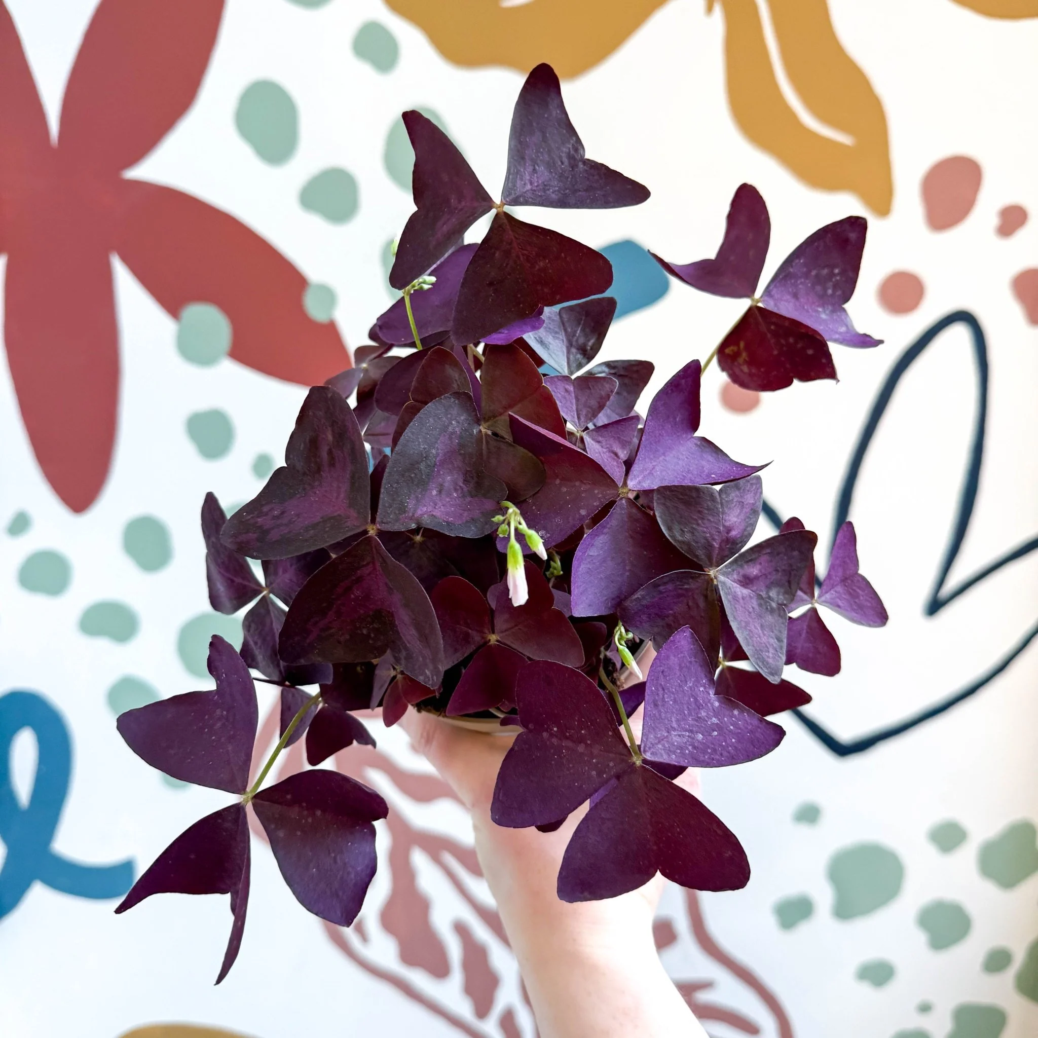 Oxalis triangularis - Purple Shamrock - Image 4