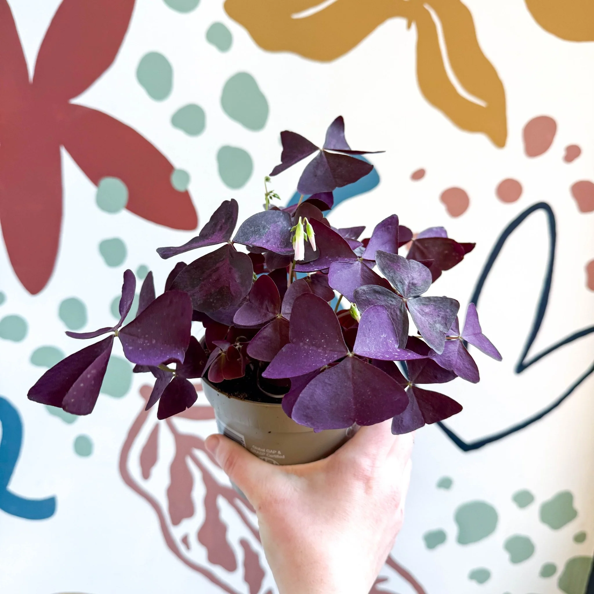 Oxalis triangularis - Purple Shamrock - Image 5
