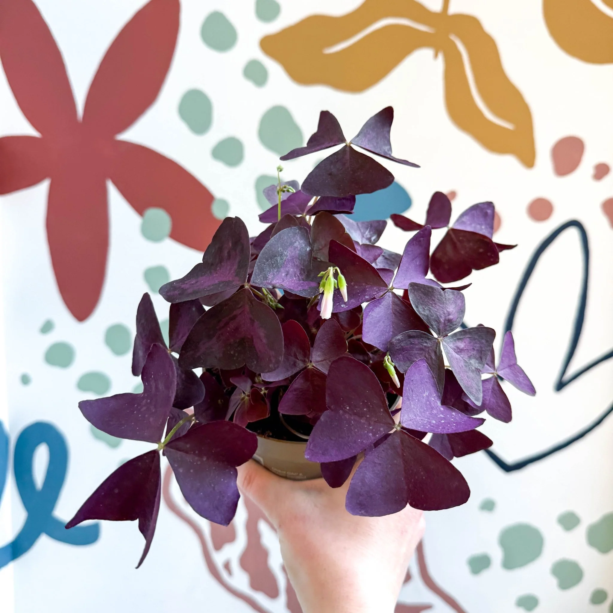 Oxalis triangularis - Purple Shamrock - Image 6