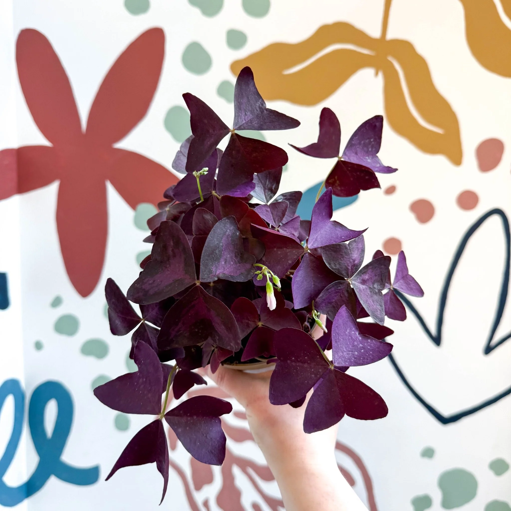 Oxalis triangularis - Purple Shamrock - Image 7