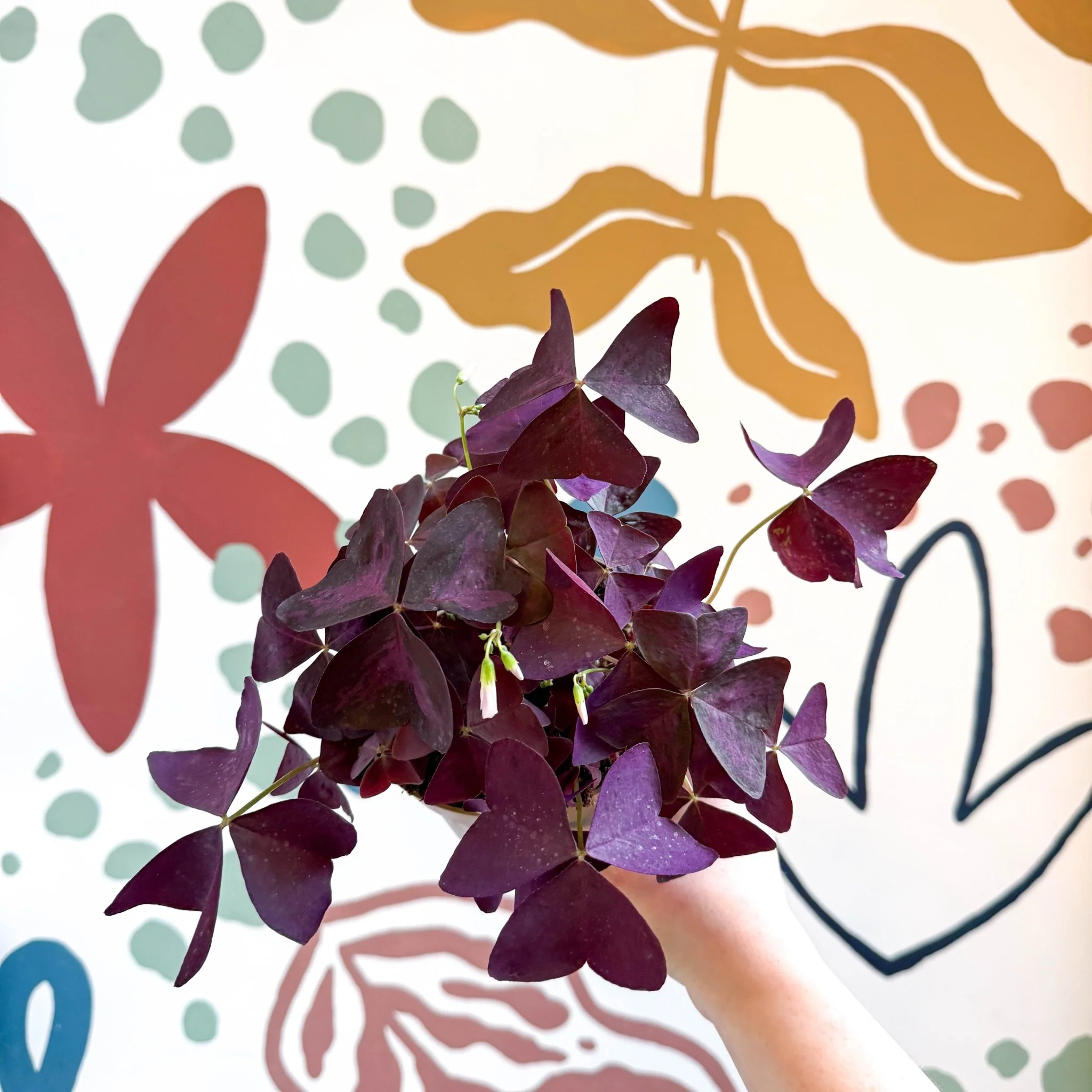 Oxalis triangularis - Purple Shamrock - Image 8