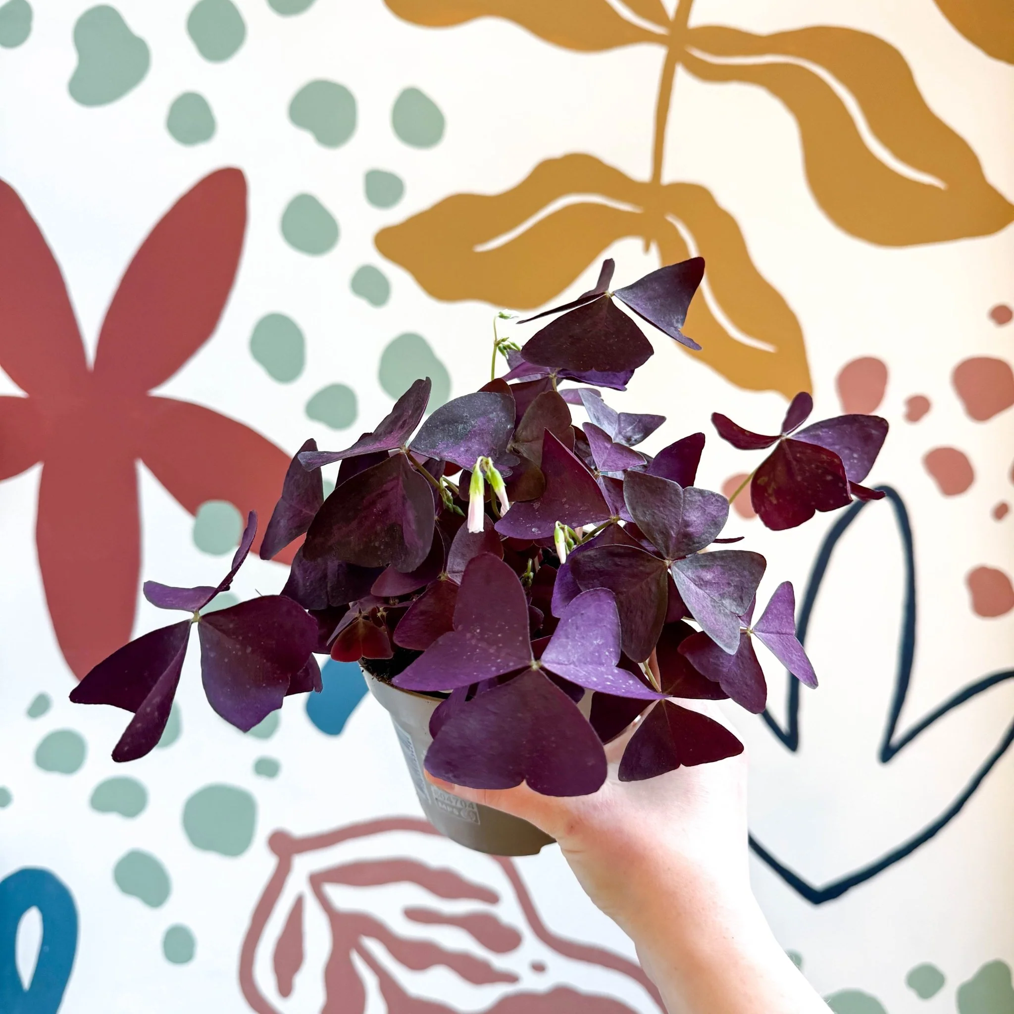 Oxalis triangularis - Purple Shamrock - Image 9