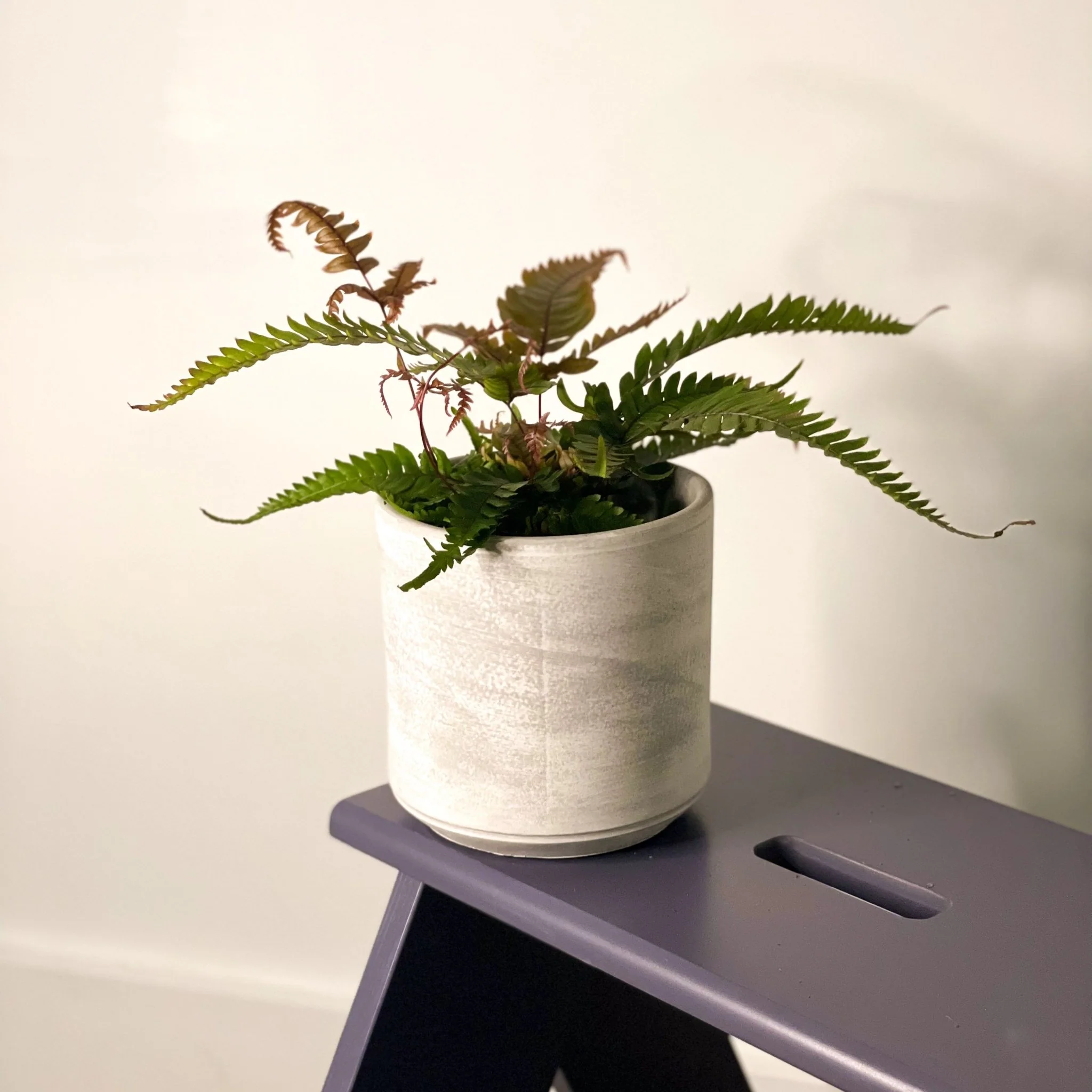 Painted Brake Fern - Pteris quadriaurita 'Tricolor'
