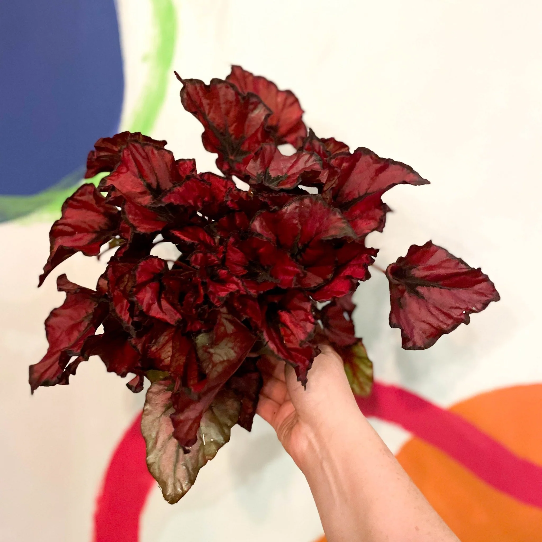 Painted Leaf - Begonia 'Regal Minuet'
