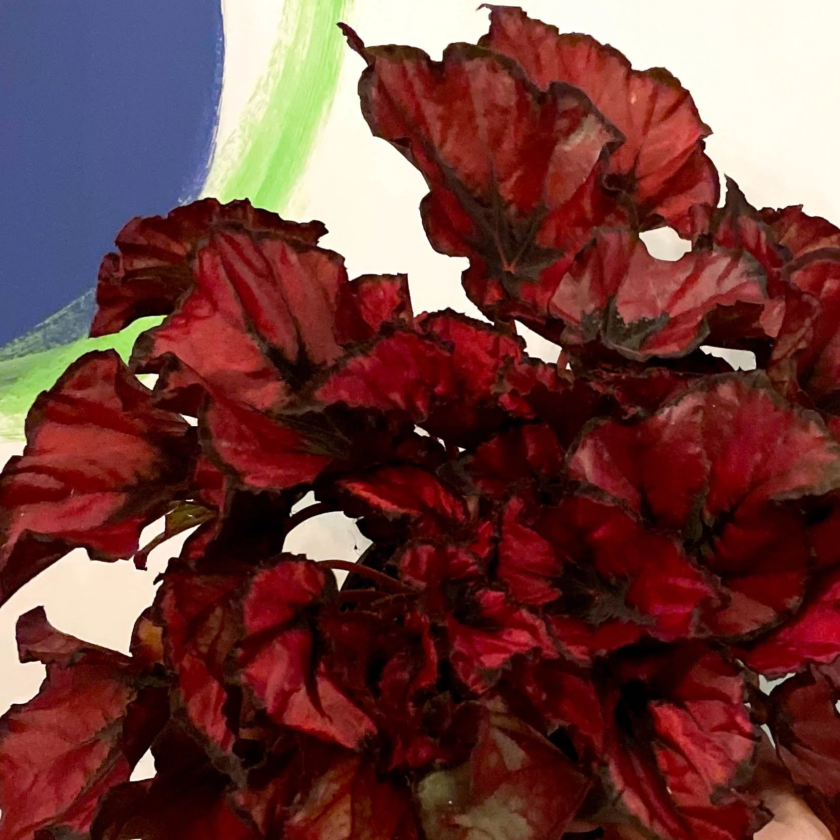 Painted Leaf - Begonia 'Regal Minuet' - Image 2