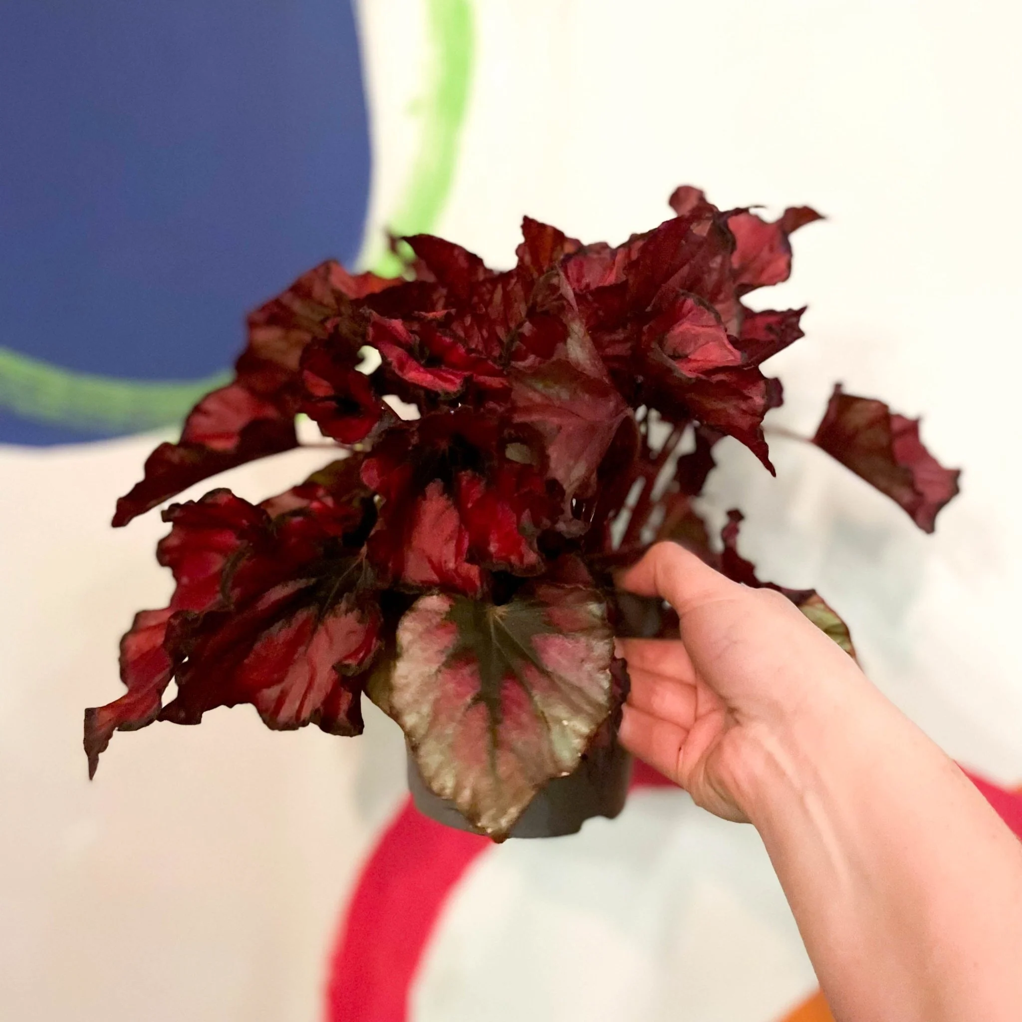 Painted Leaf - Begonia 'Regal Minuet' - Image 3