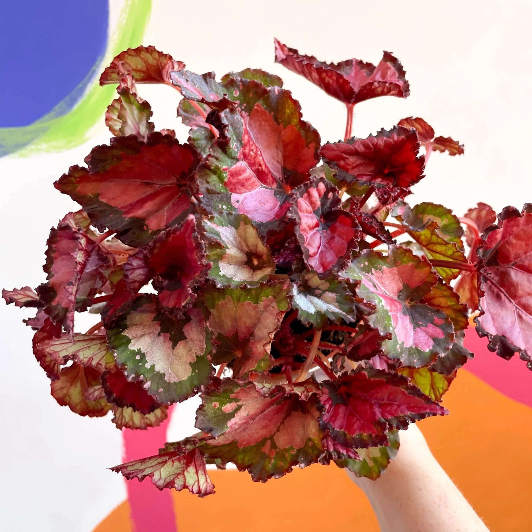 Painted Leaf - Begonia rex