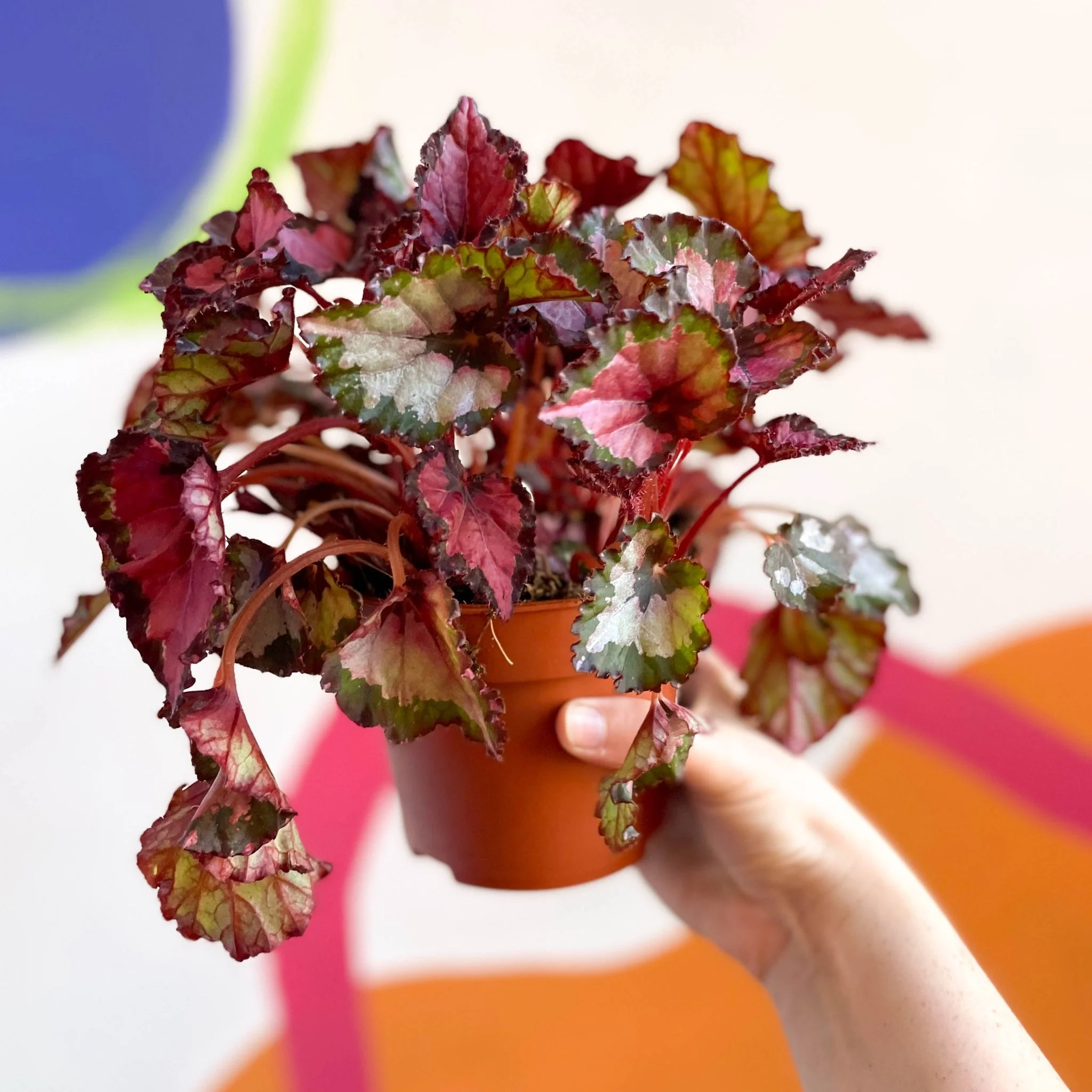 Painted Leaf - Begonia rex - Image 2