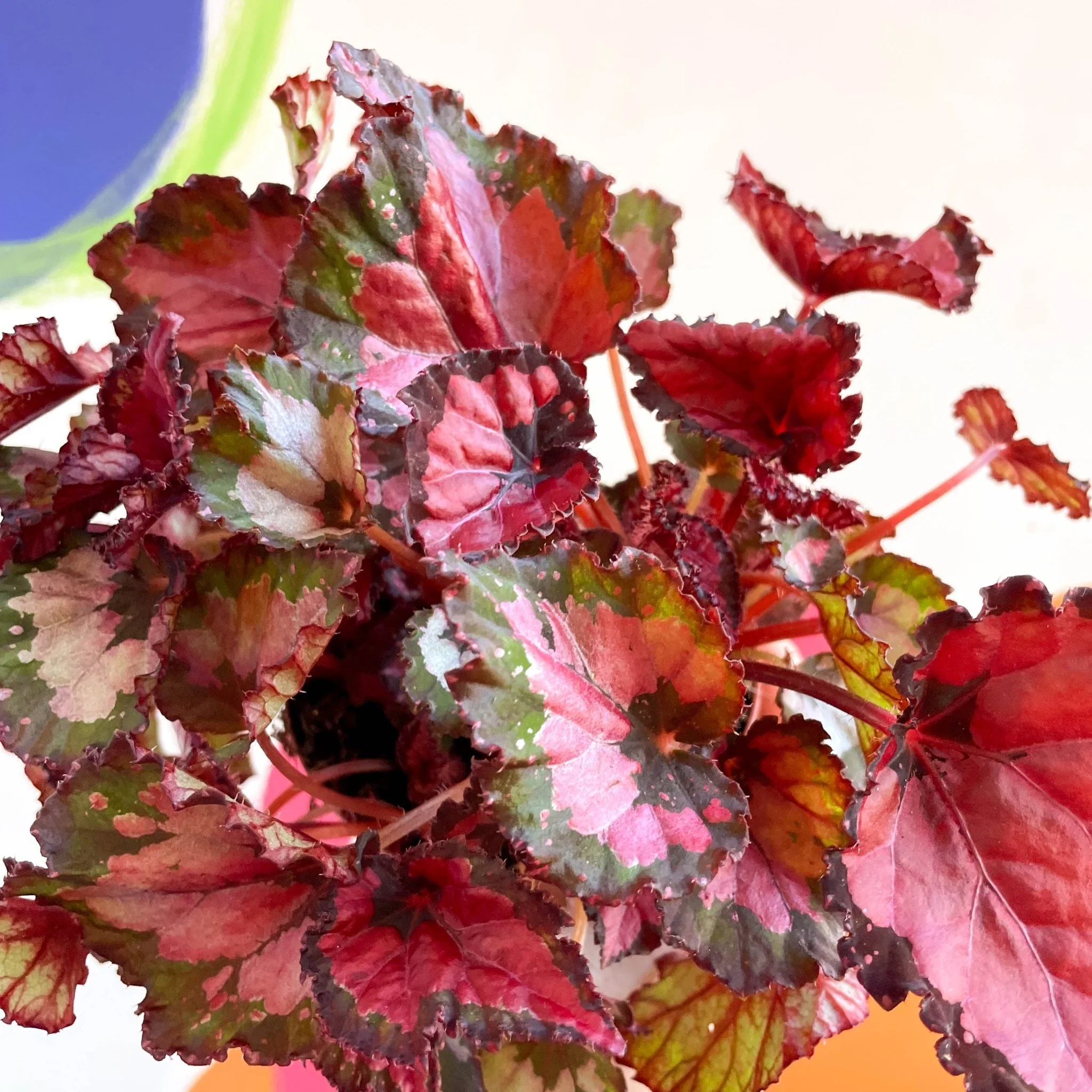 Painted Leaf - Begonia rex - Image 3