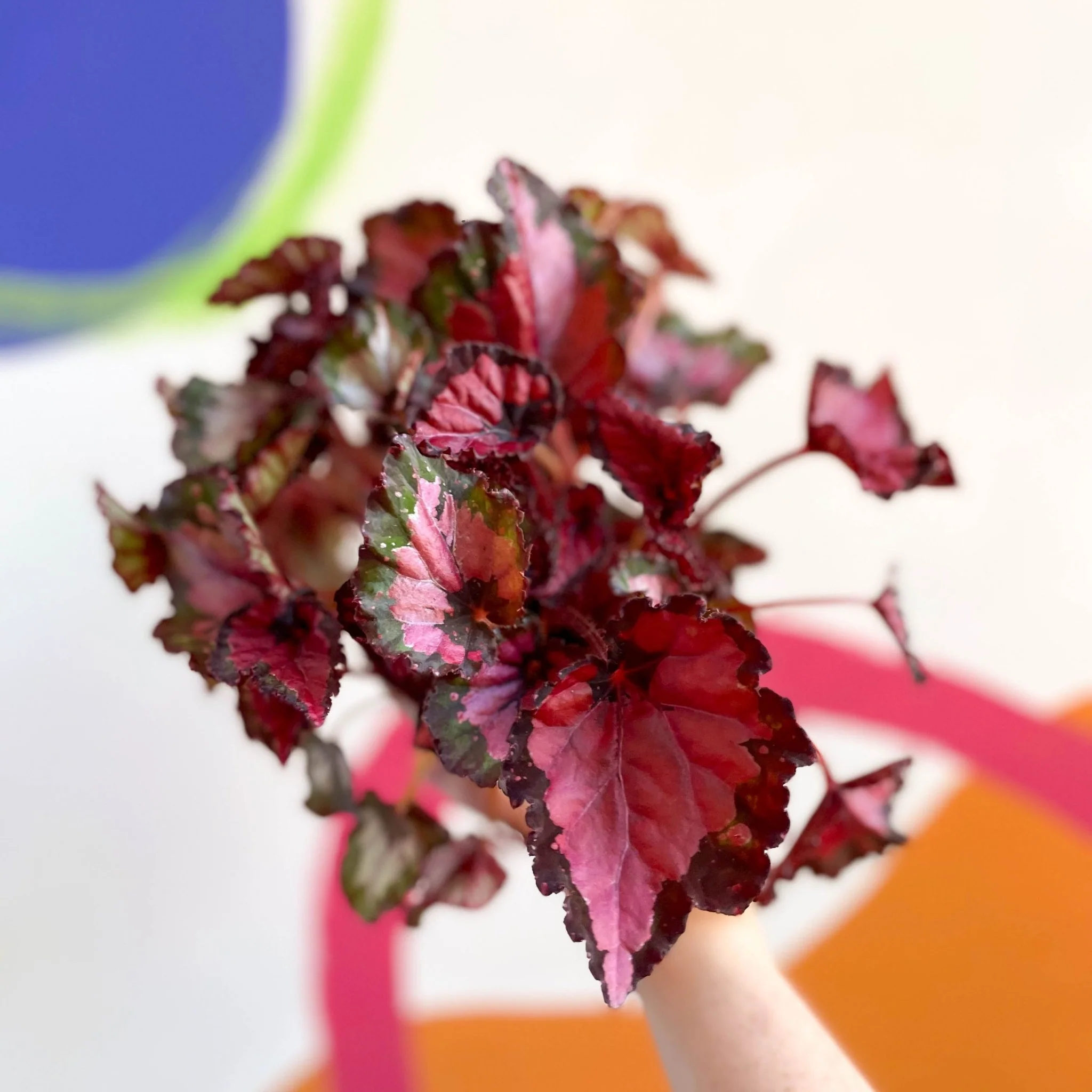 Painted Leaf - Begonia rex - Image 4