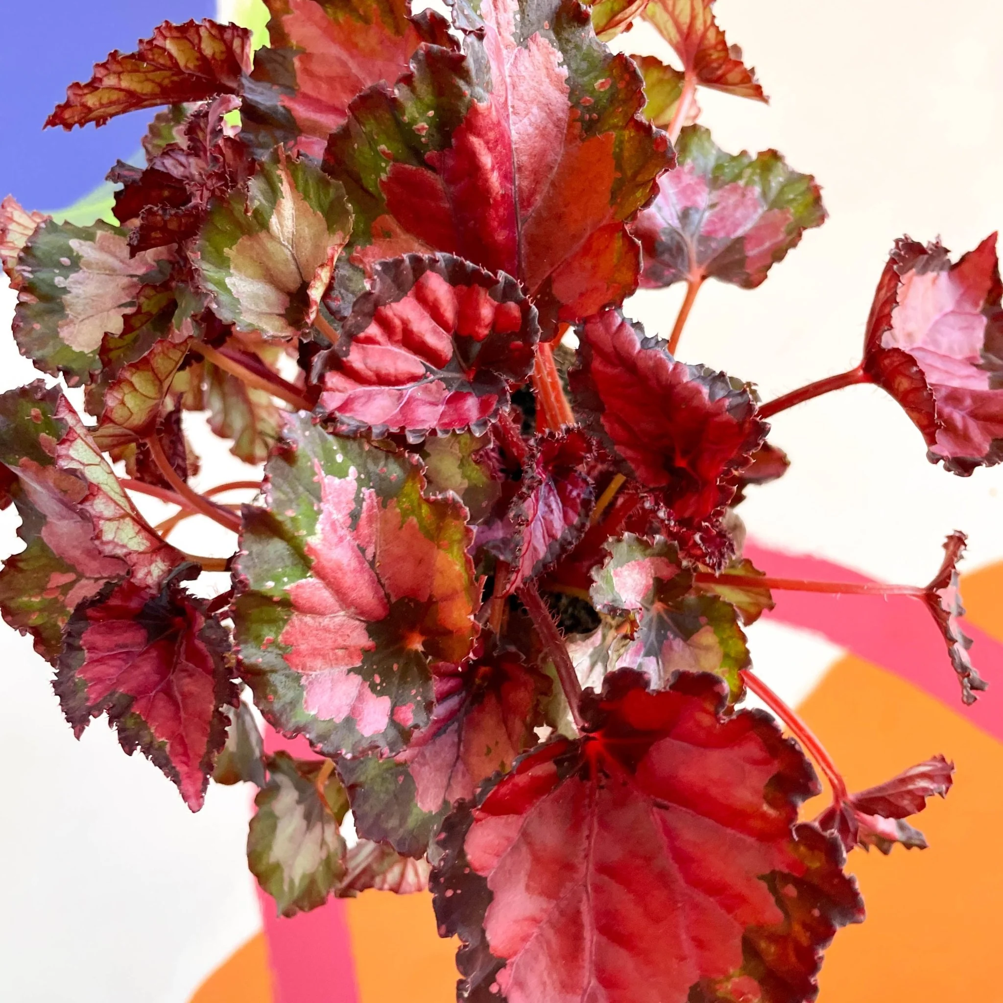 Painted Leaf - Begonia rex - Image 5