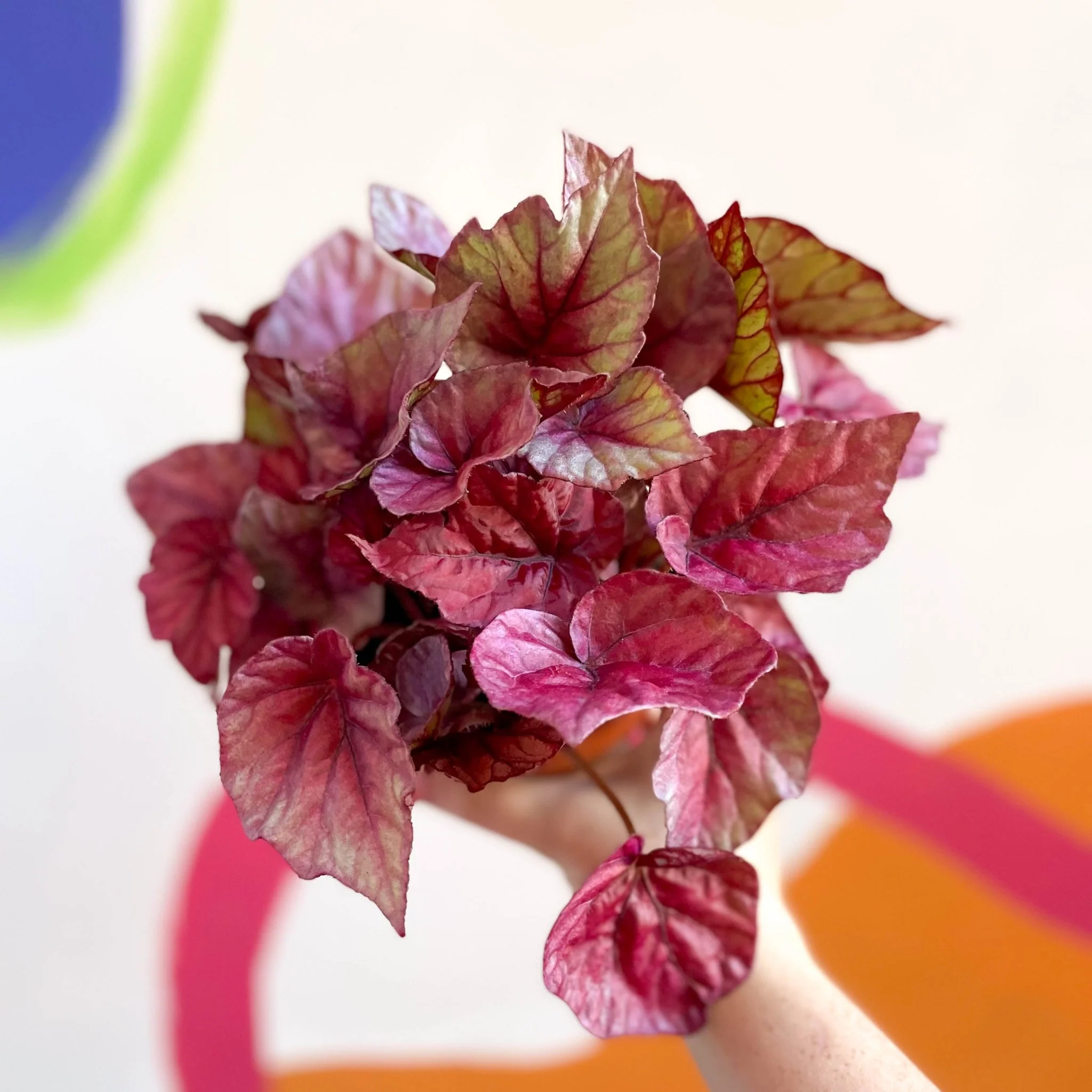 Painted Leaf - Begonia rex 'Inca Flame'