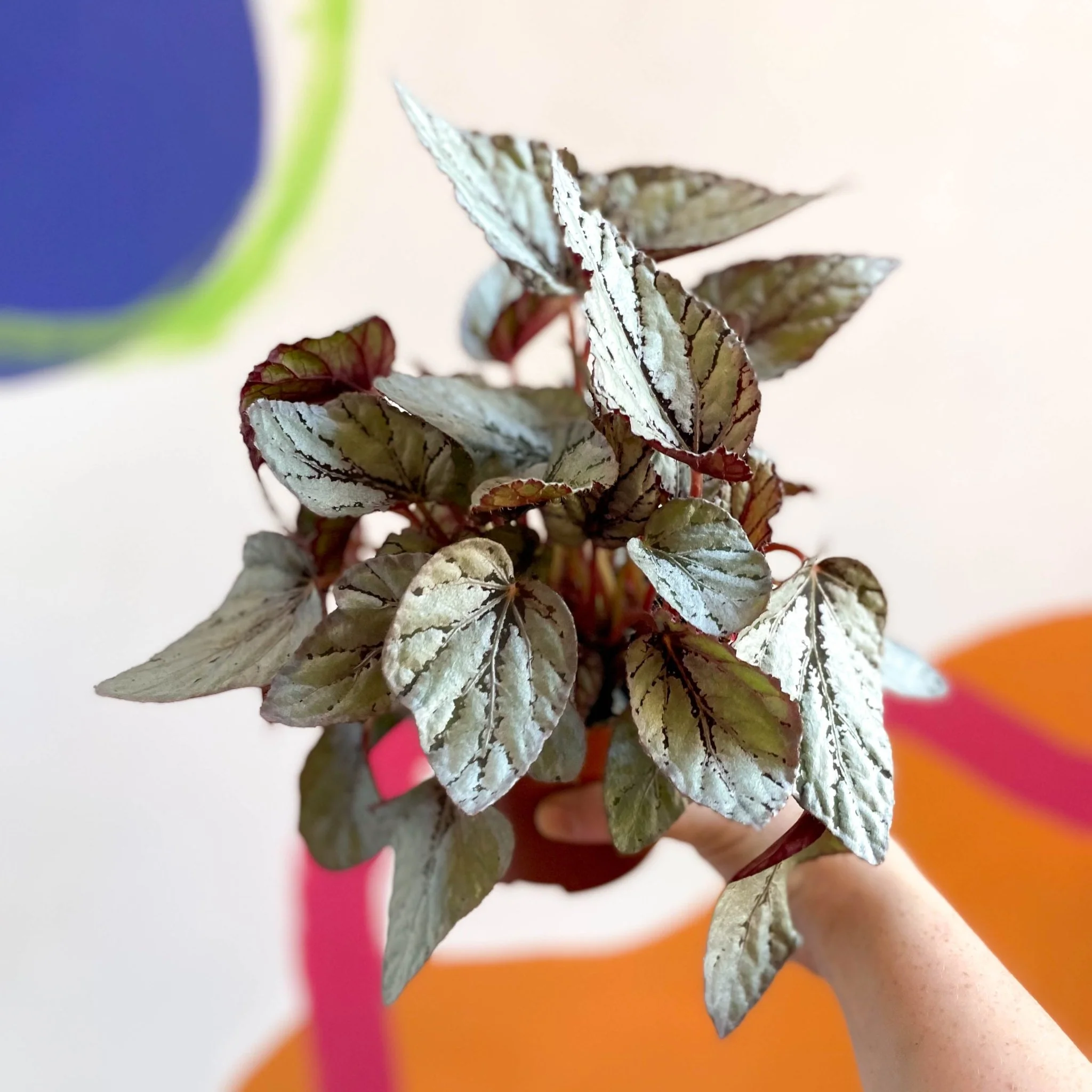 Painted Leaf - Begonia rex 'Silver Dollar'