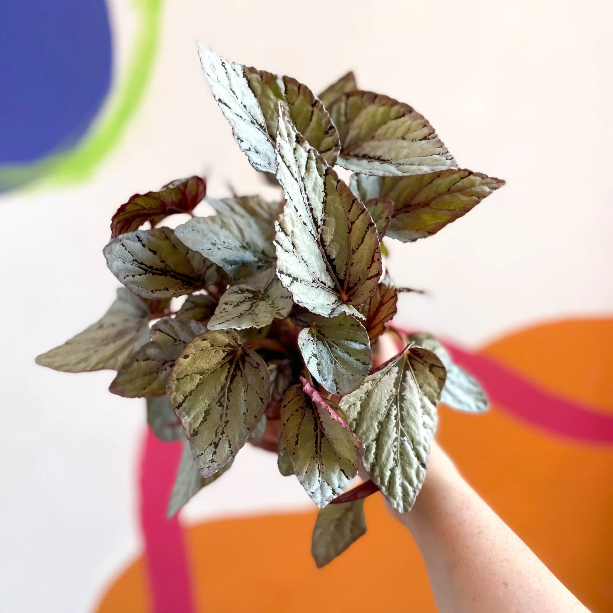 Painted Leaf - Begonia rex 'Silver Dollar' - Image 2