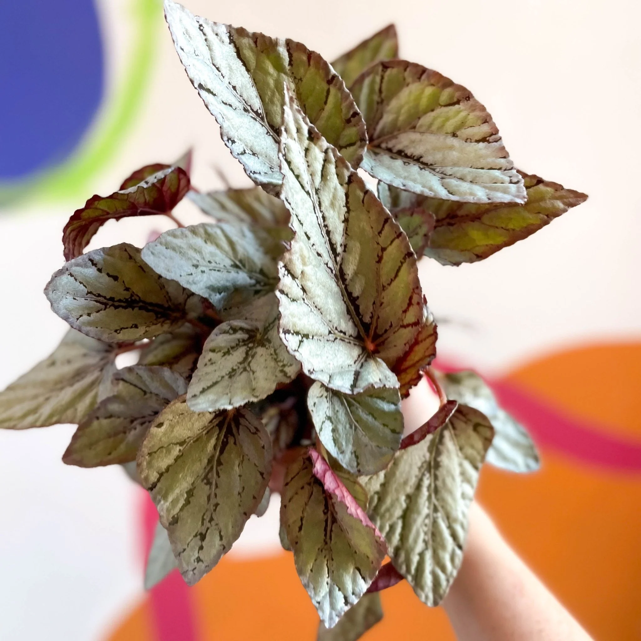 Painted Leaf - Begonia rex 'Silver Dollar' - Image 3