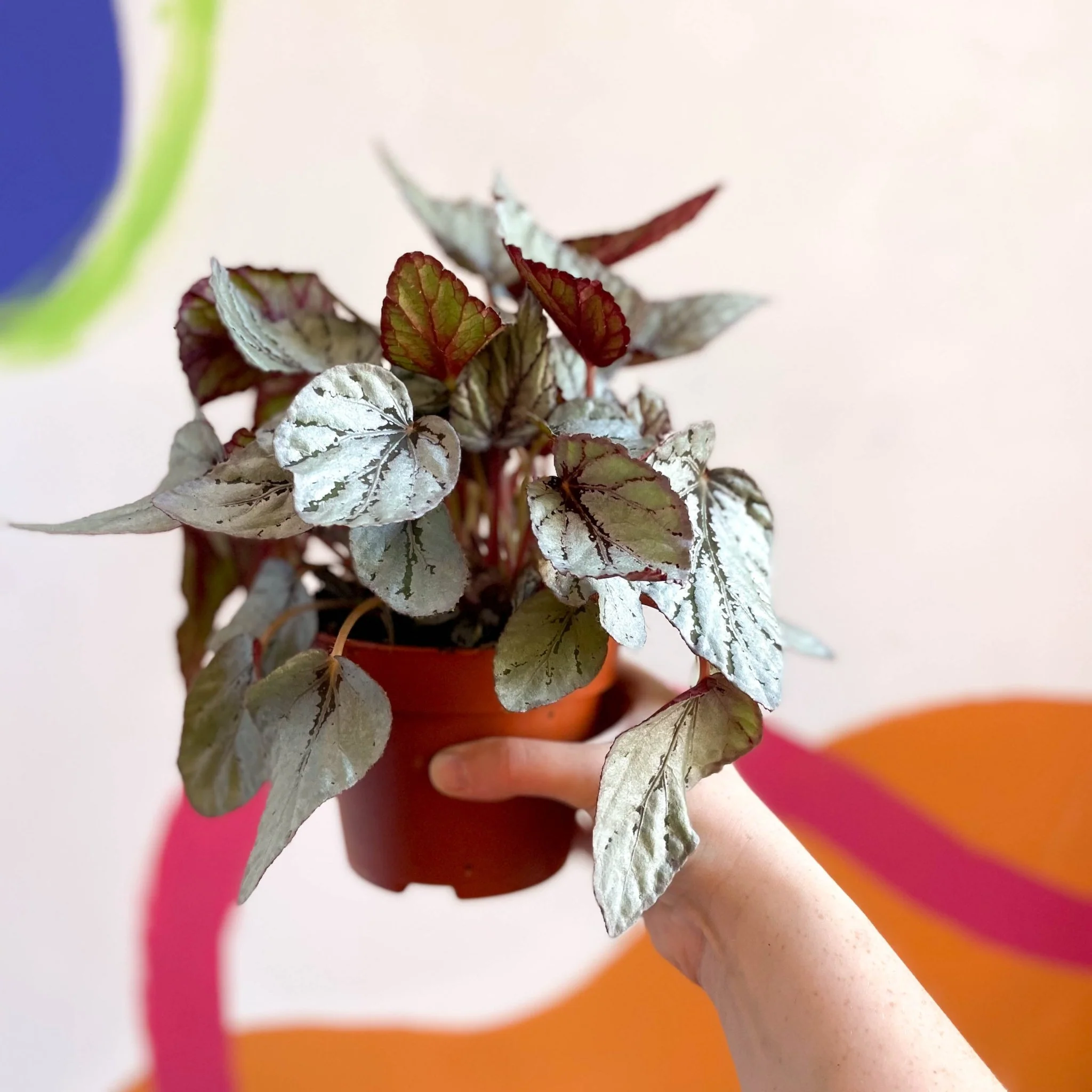 Painted Leaf - Begonia rex 'Silver Dollar' - Image 4