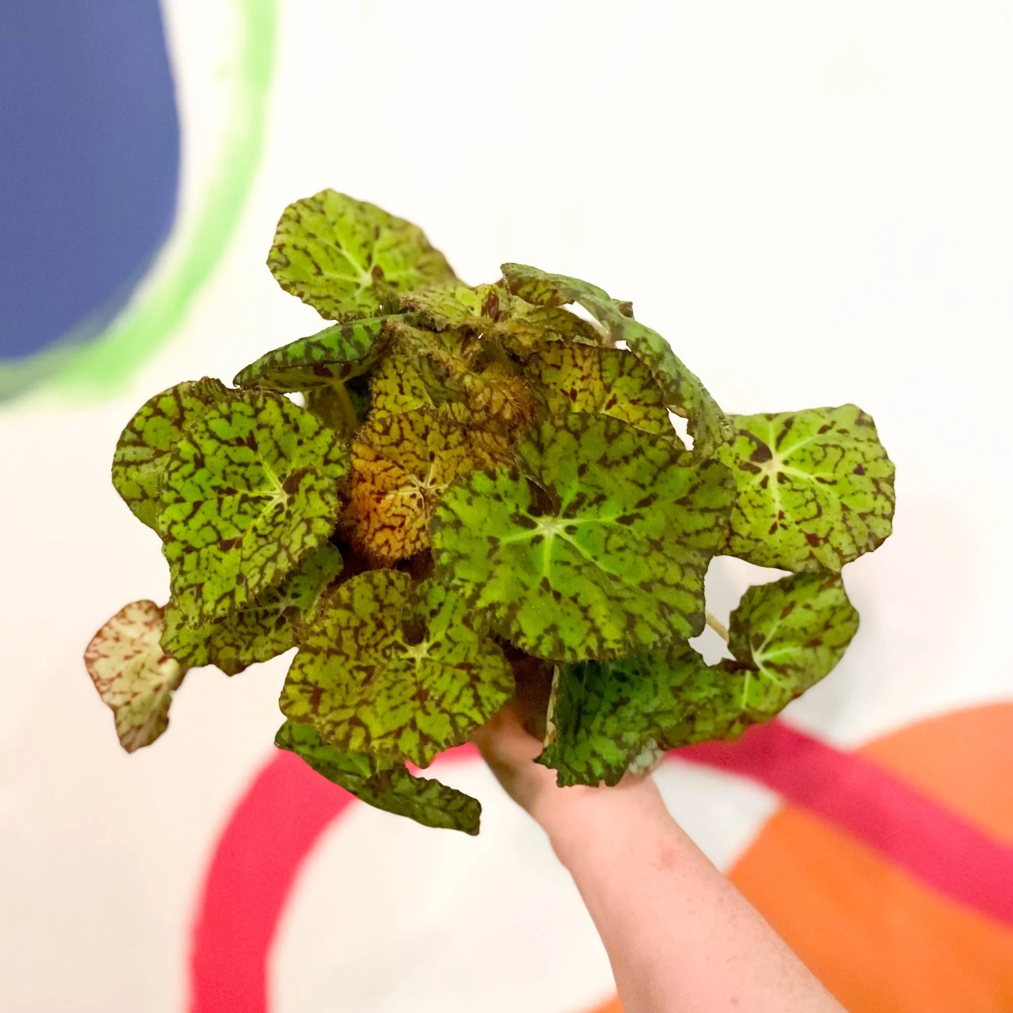 Painted Leaf - Begonia 'Zumba'