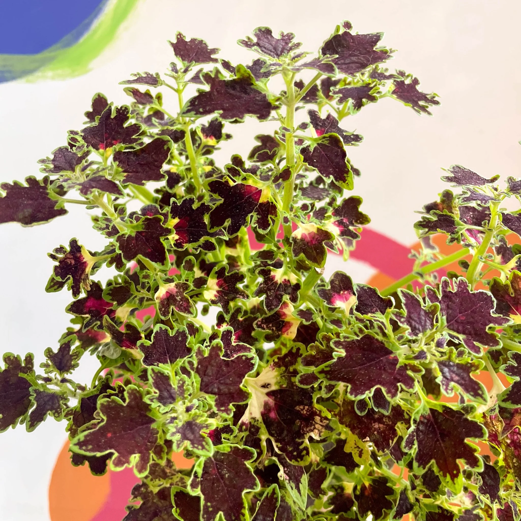 Painted Nettle - Coleus 'Burgundy Wedding Train' - Welsh Grown - Image 2